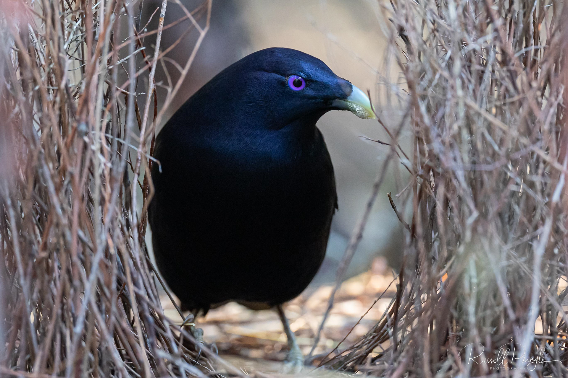 Satin Bowerbird (Male)