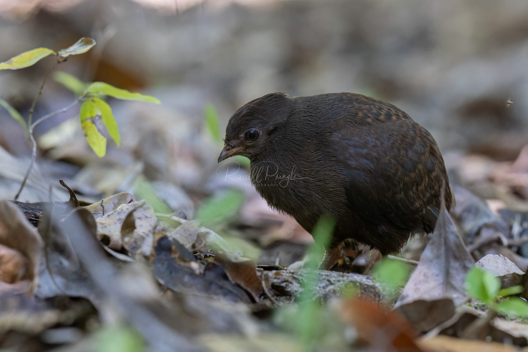 Orange-footed Megapod (juvenile)
