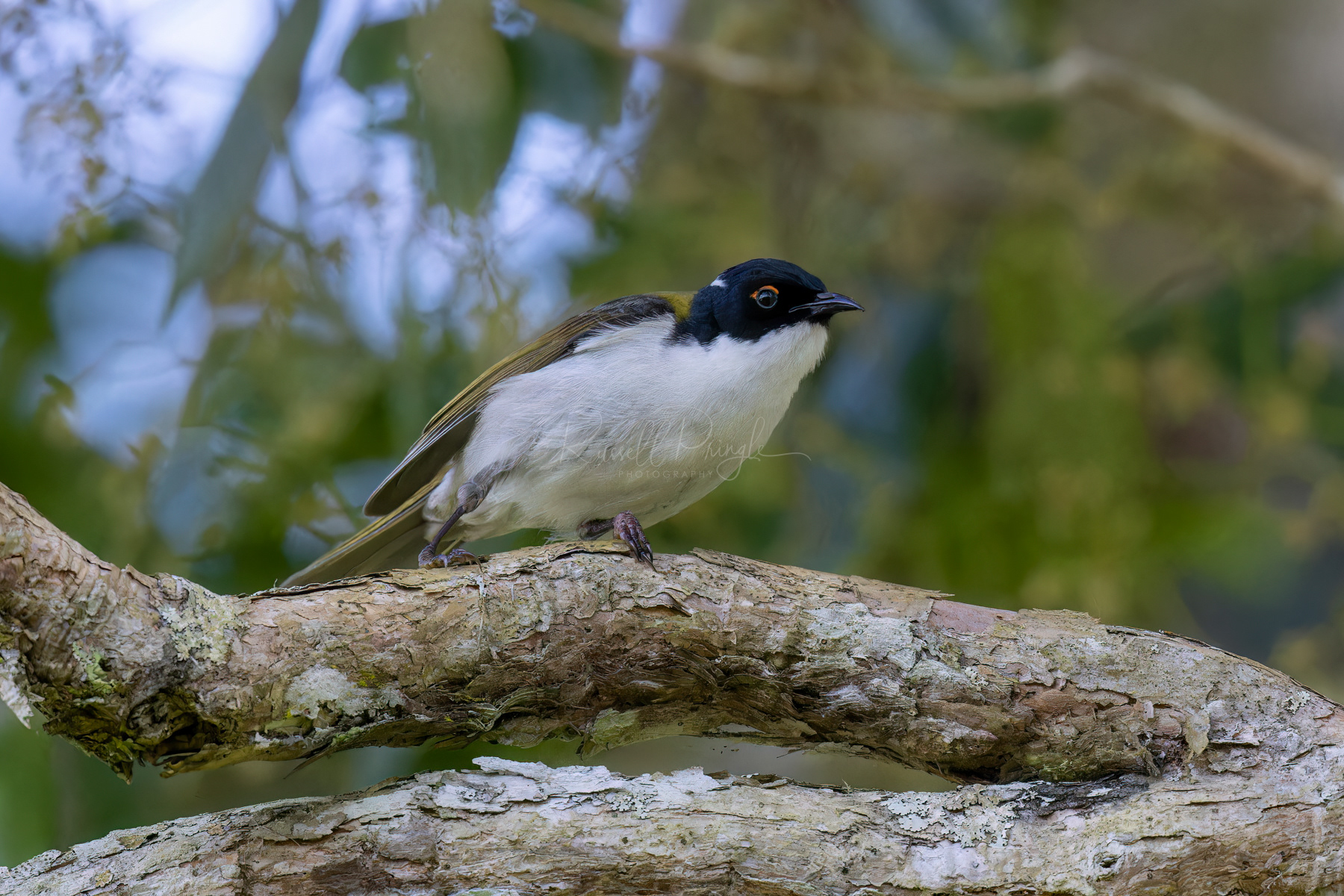 White-naped Honeyeater
