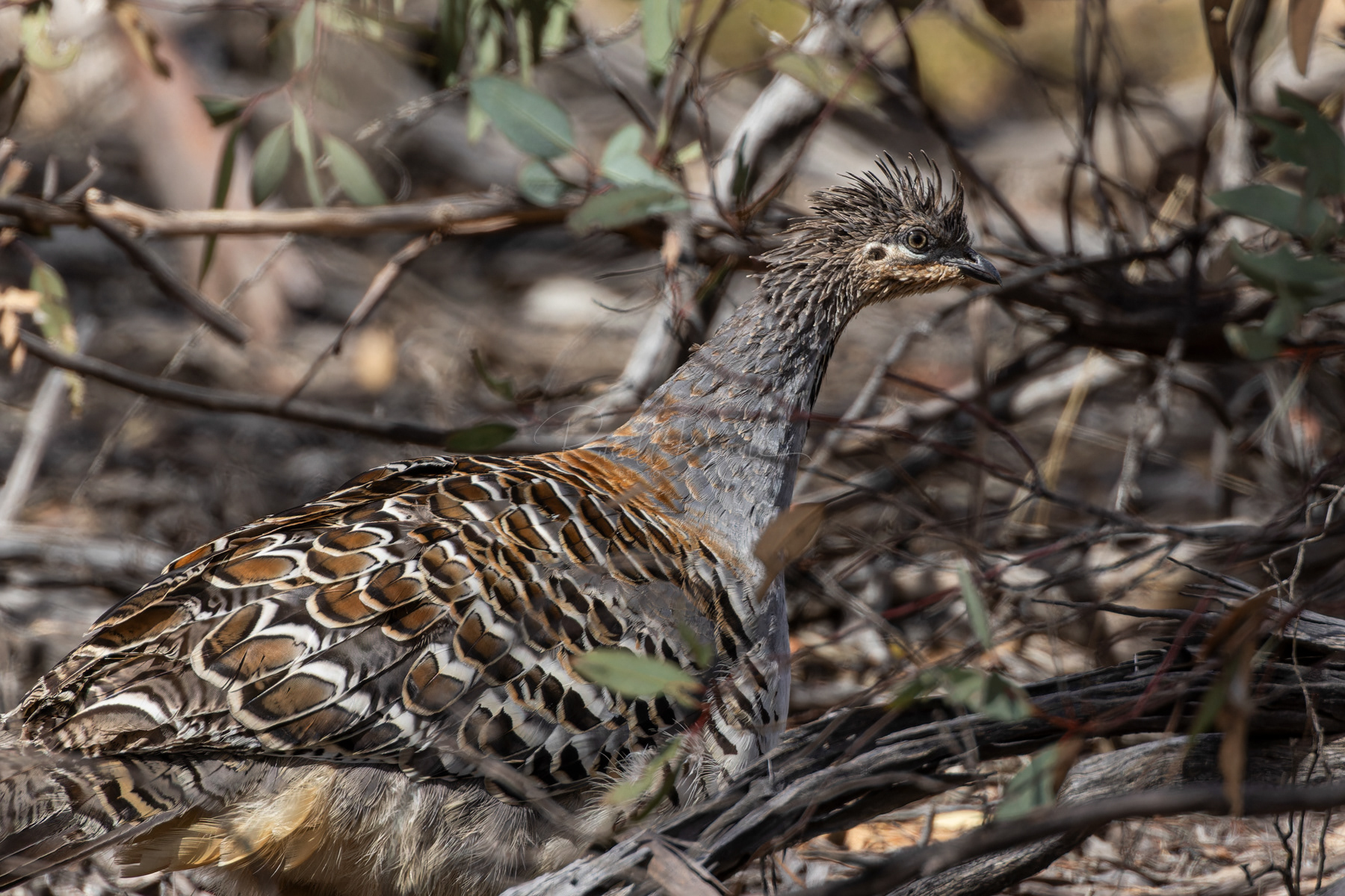 Malleefowl