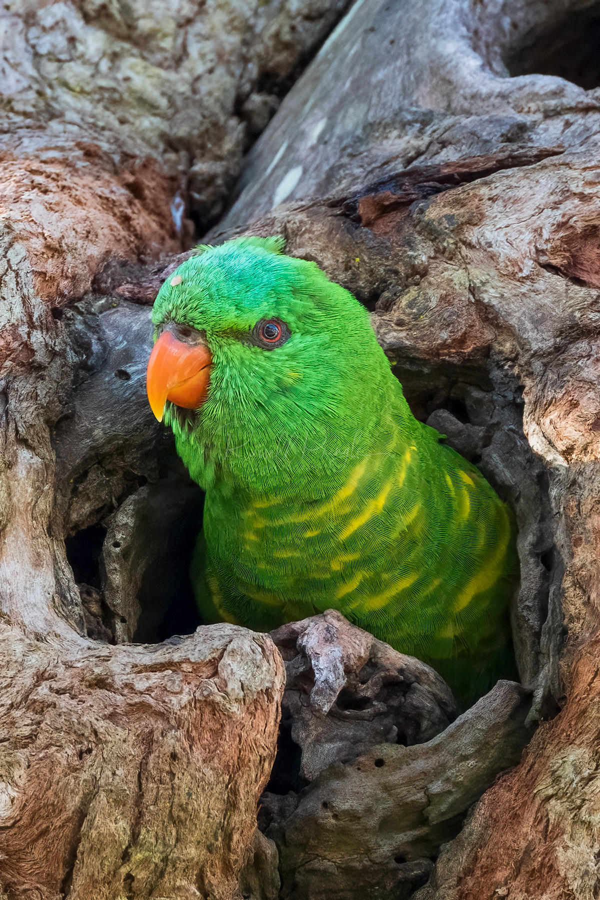 Scaly-breasted Lorikeet