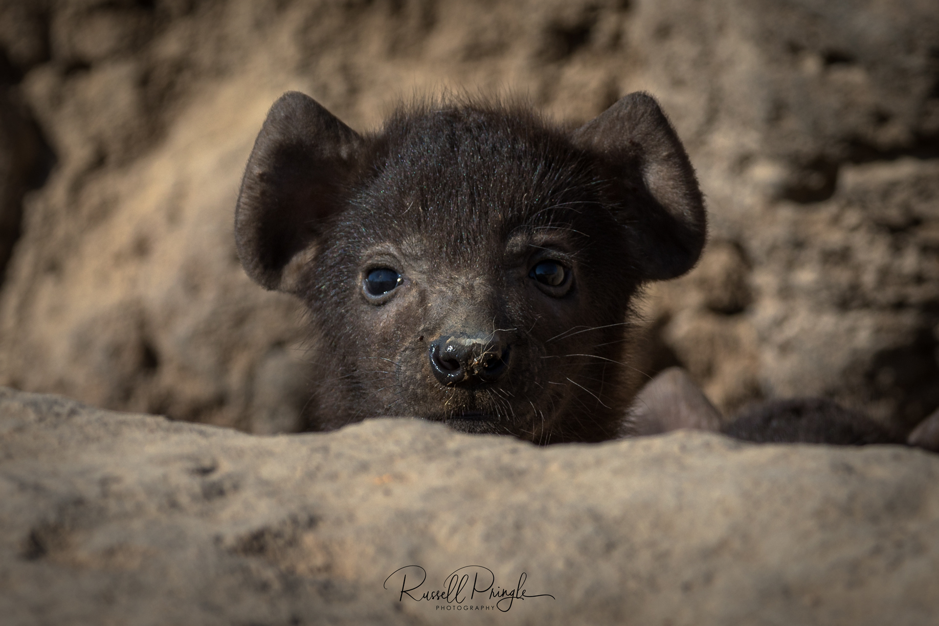 Hyena Pup-Sabi Sands