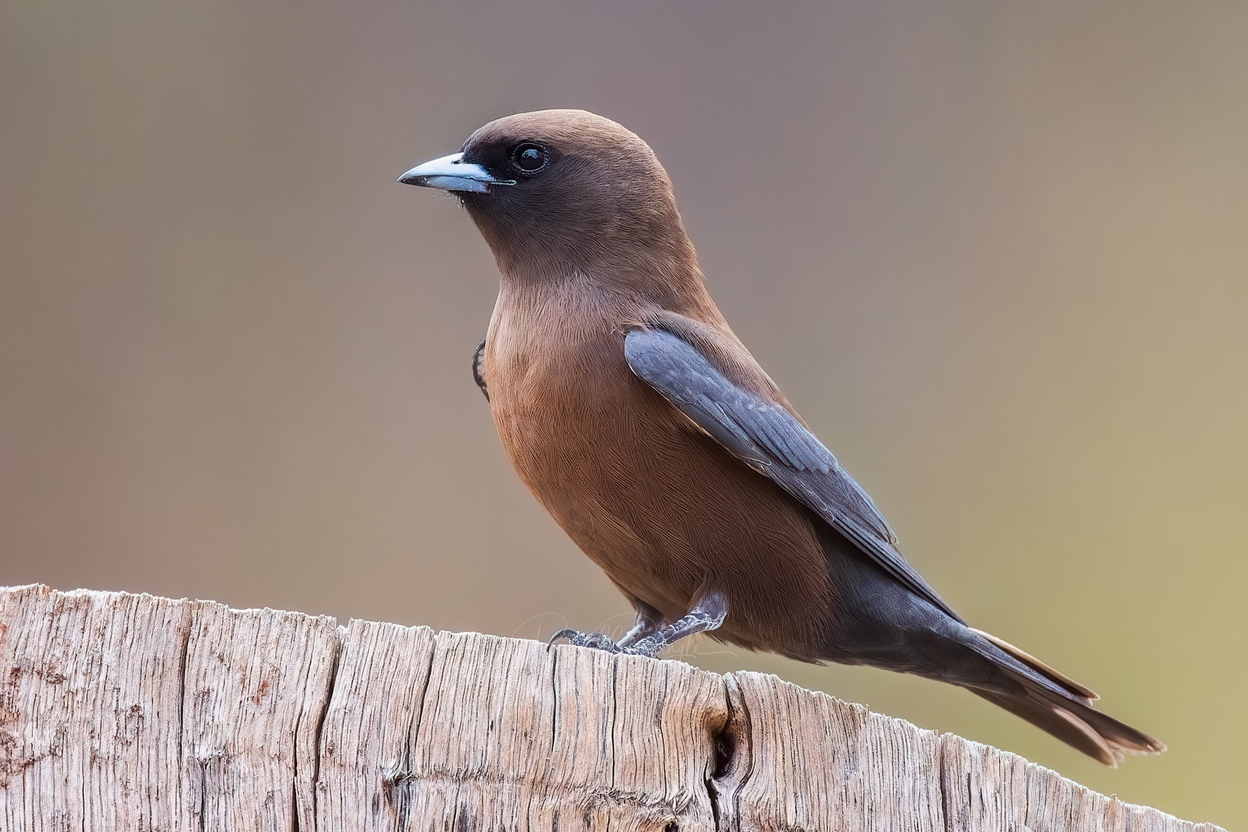 Little Woodswallow