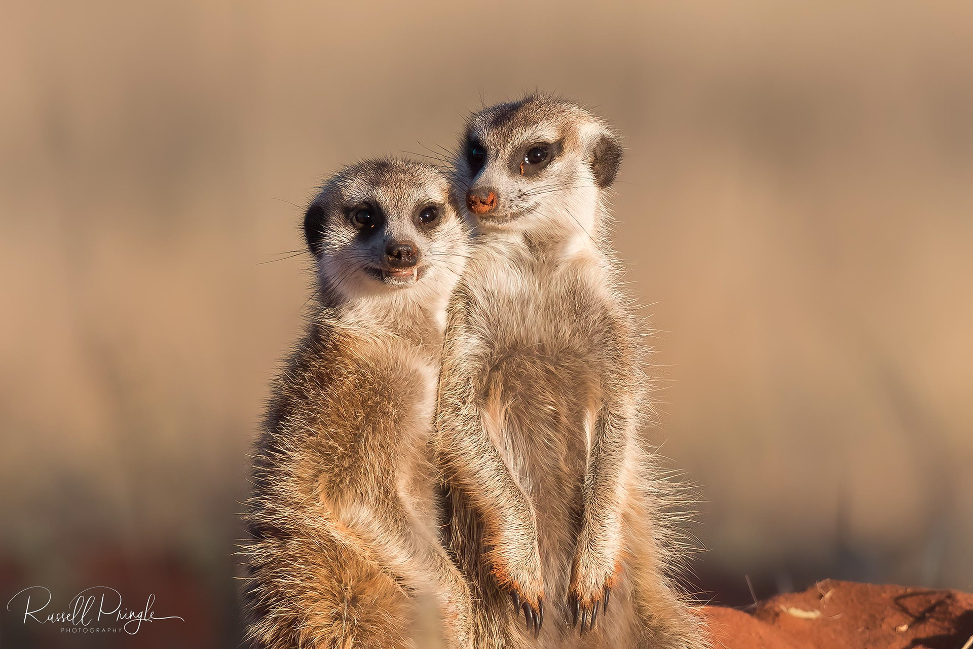 Meerkats-Tswalu