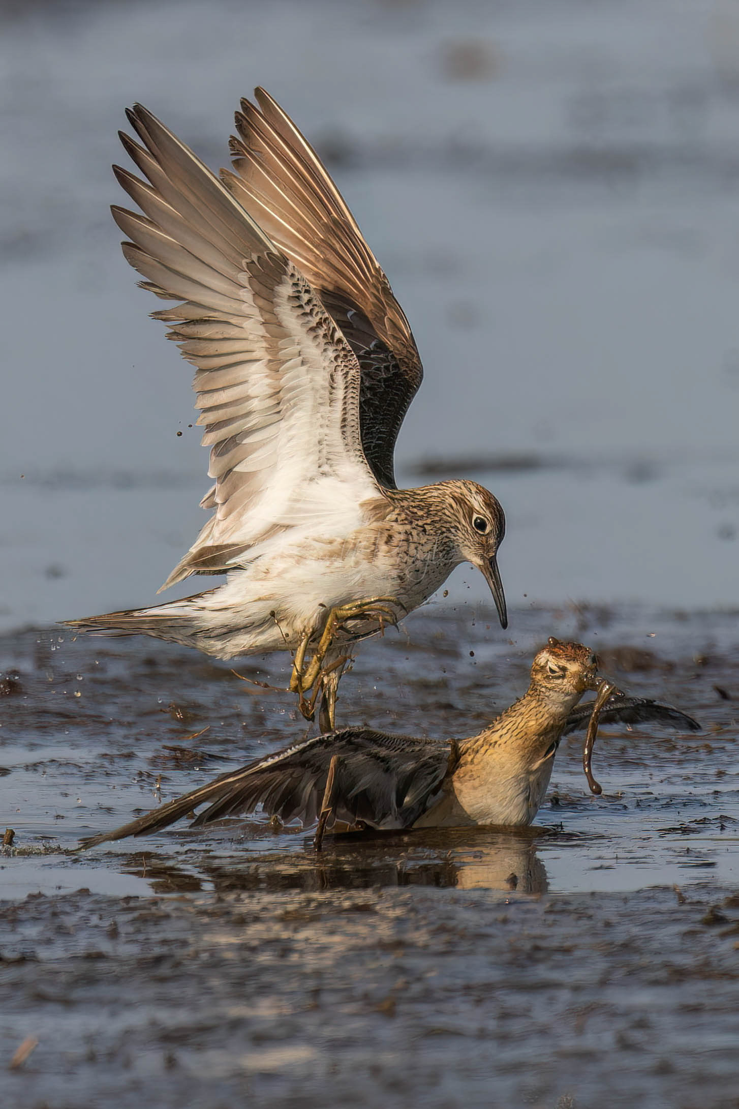 Sharp-tailed Sandpipers