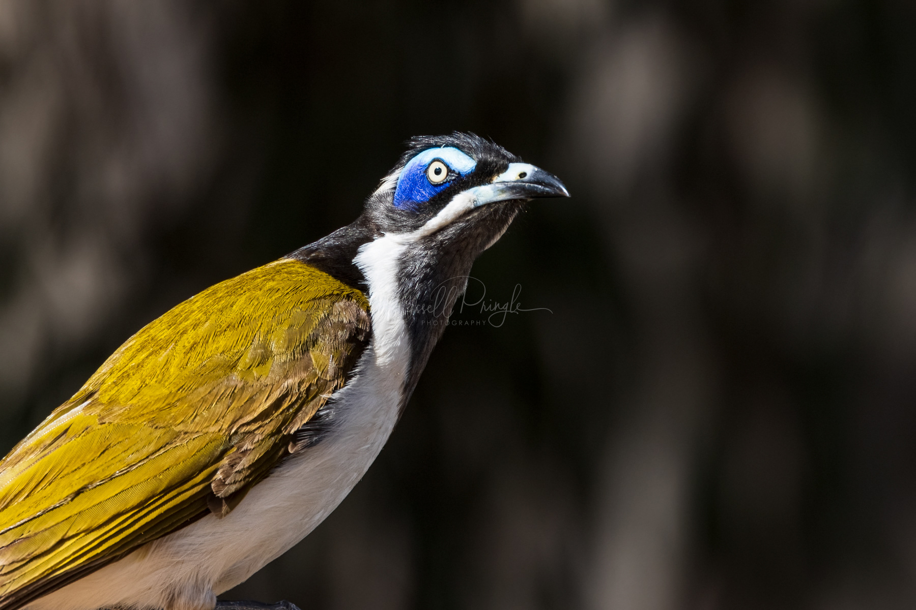 Blue-faced Honeyeater