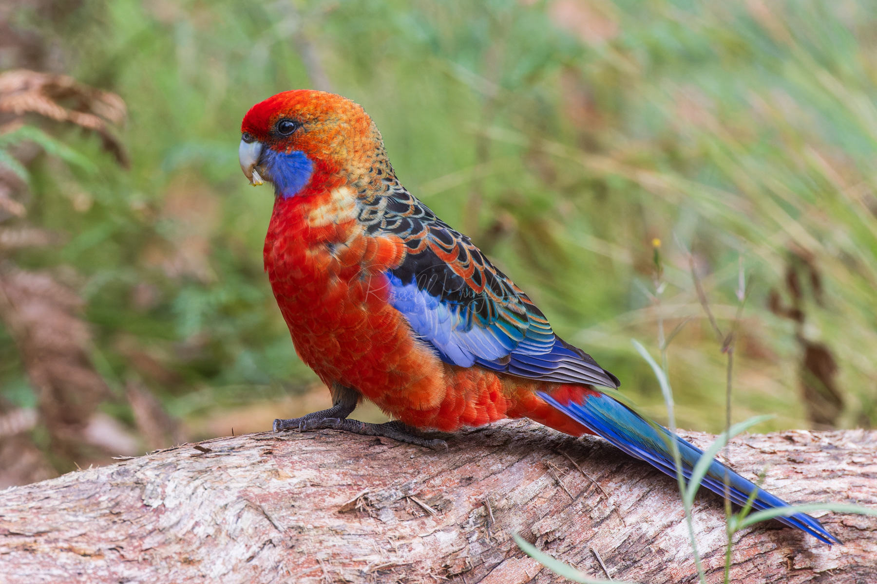 Adelaide Rosella