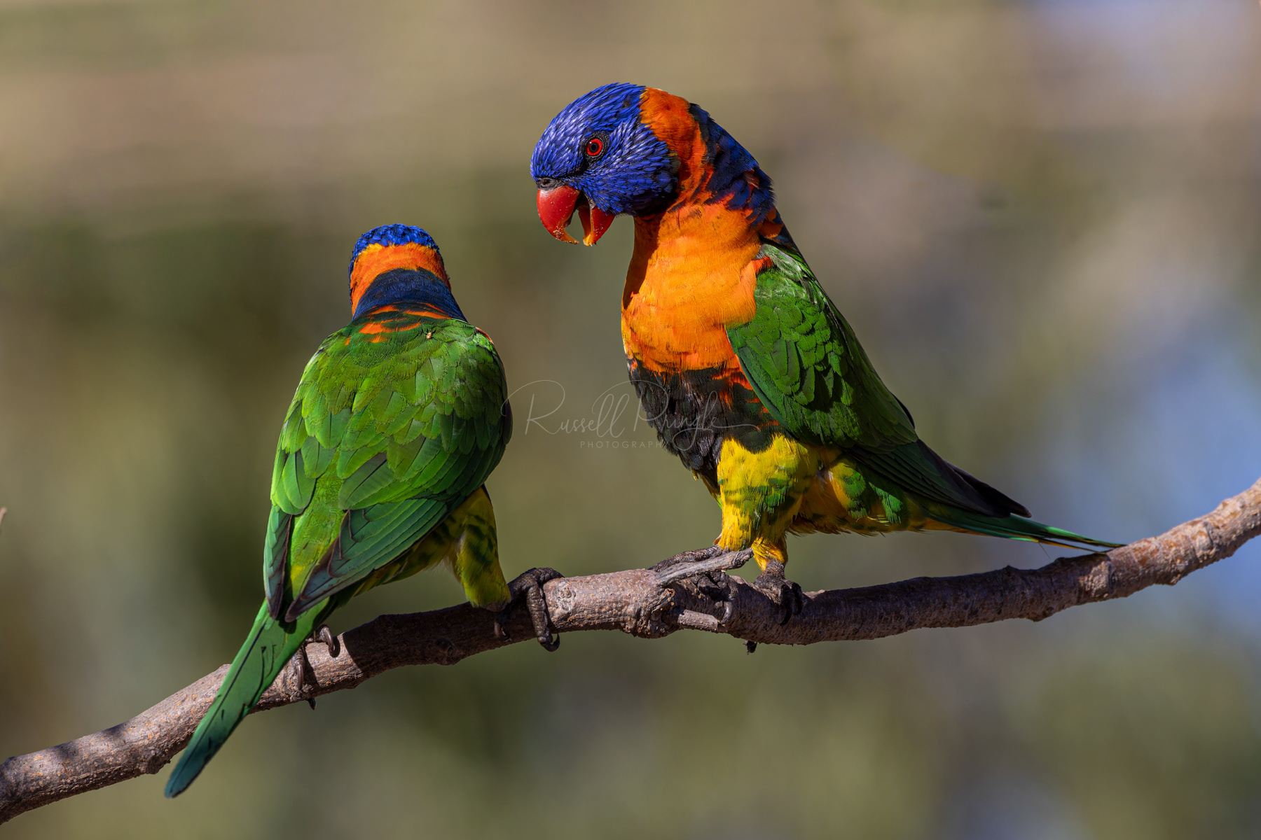 Red-collared Lorikeet