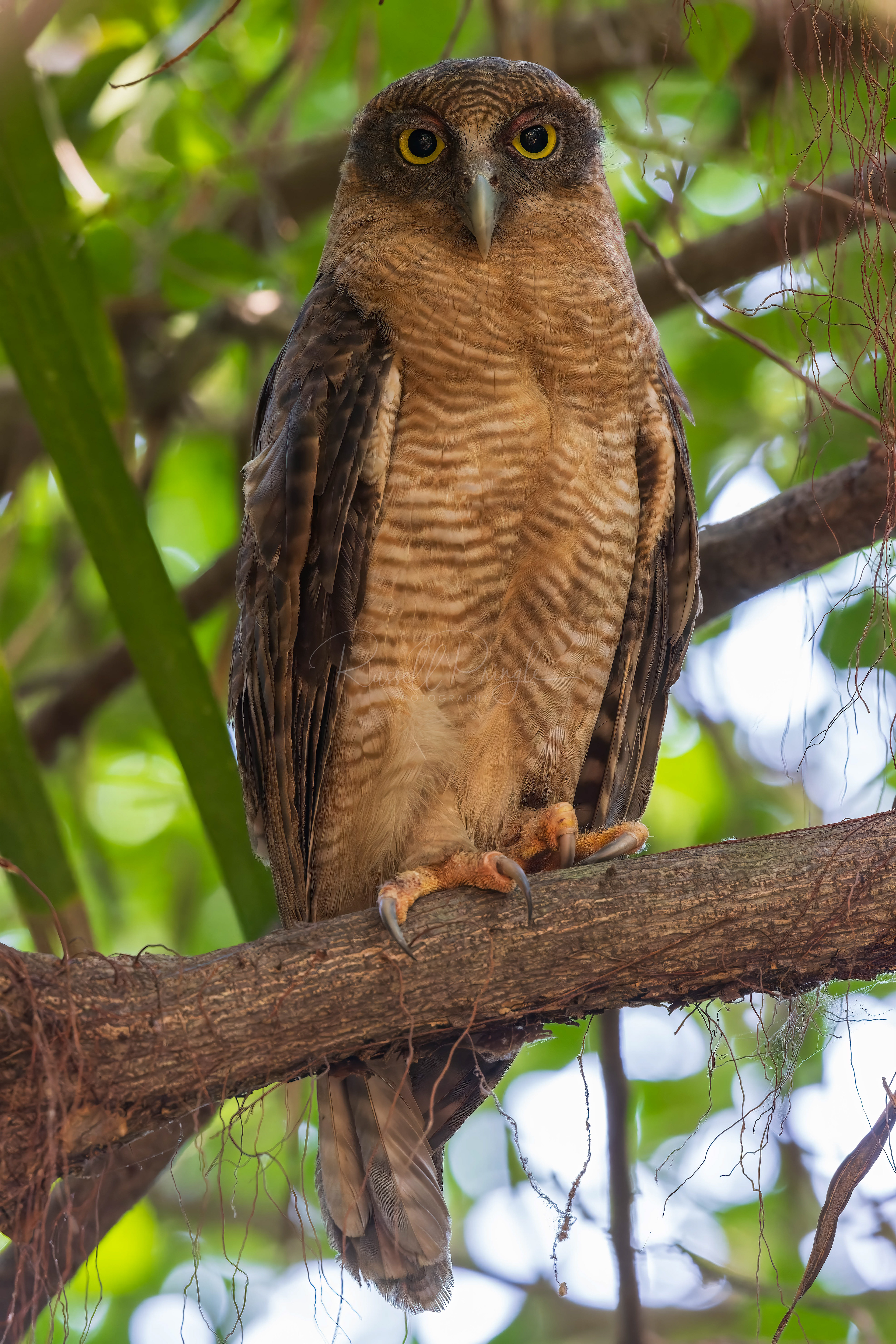 Rufous Owl