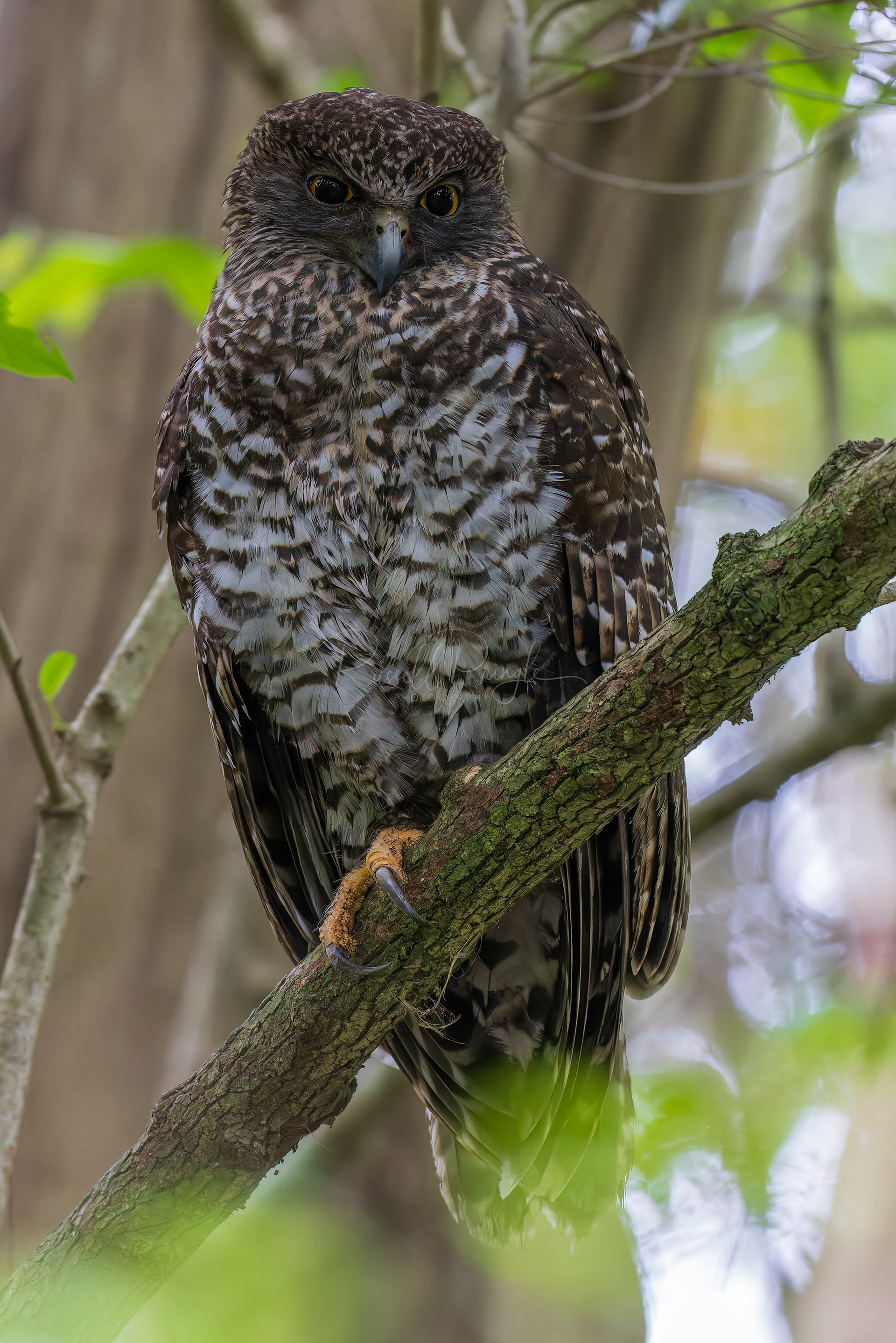 Powerful Owl