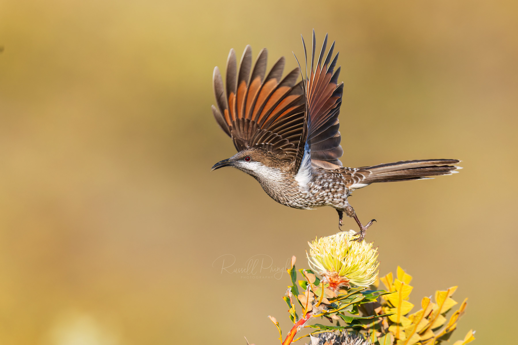 Western Wattlebird