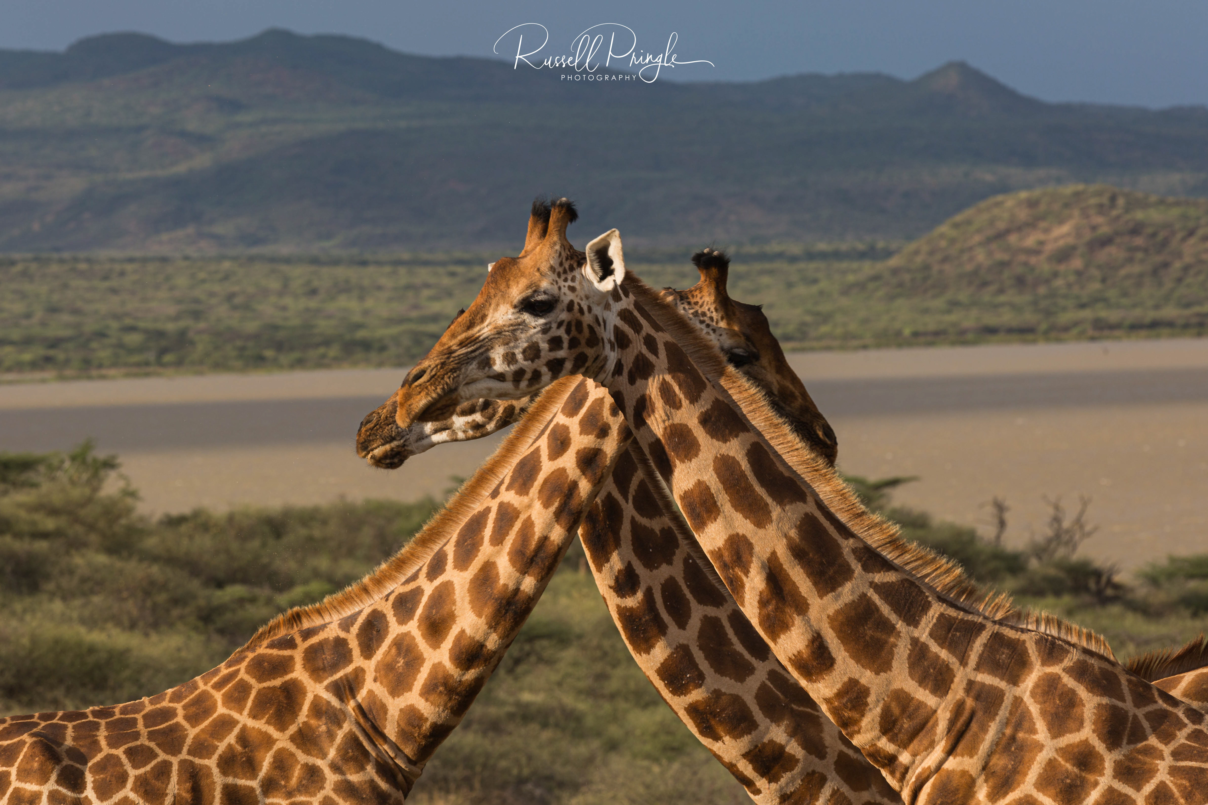 Rothschild's Giraffe-Lake Baringo