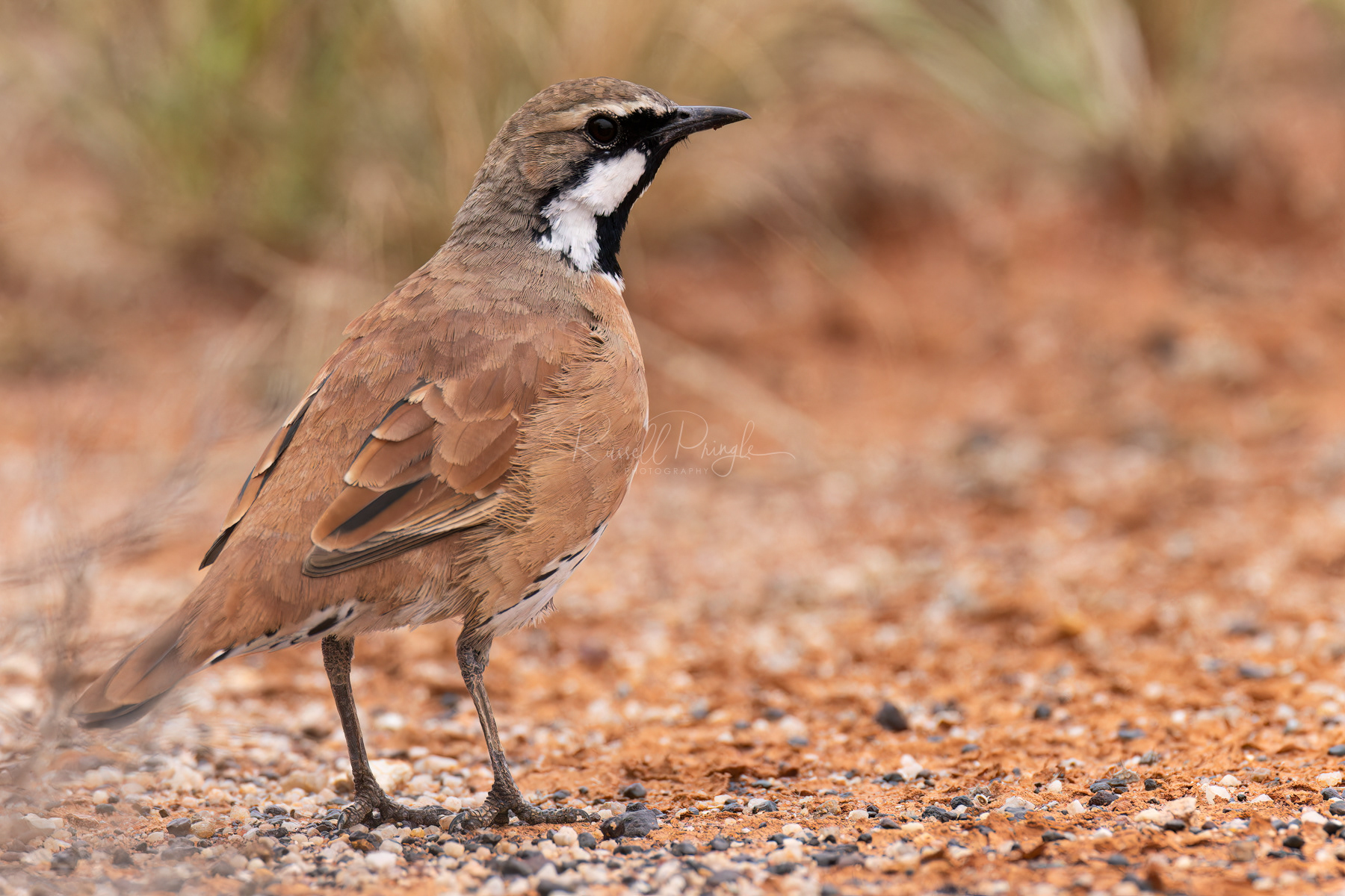 Cinnamon Quail-Thrush (male)