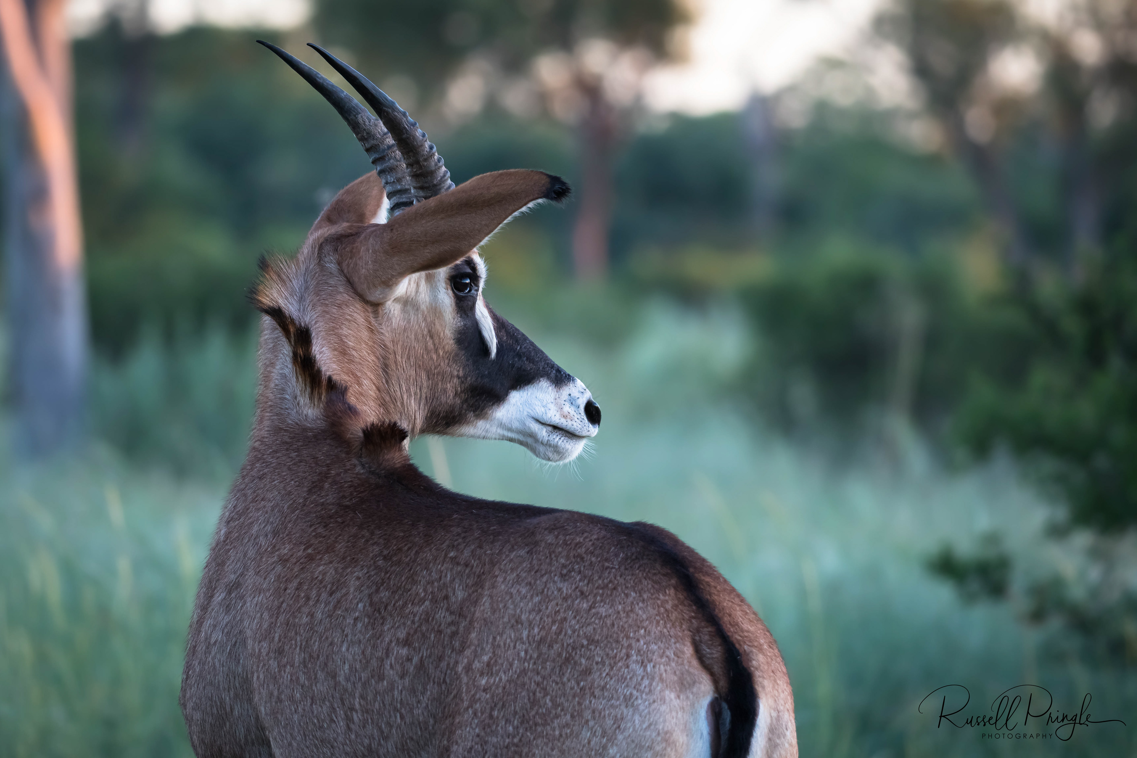 Roan Antelope-Selinda