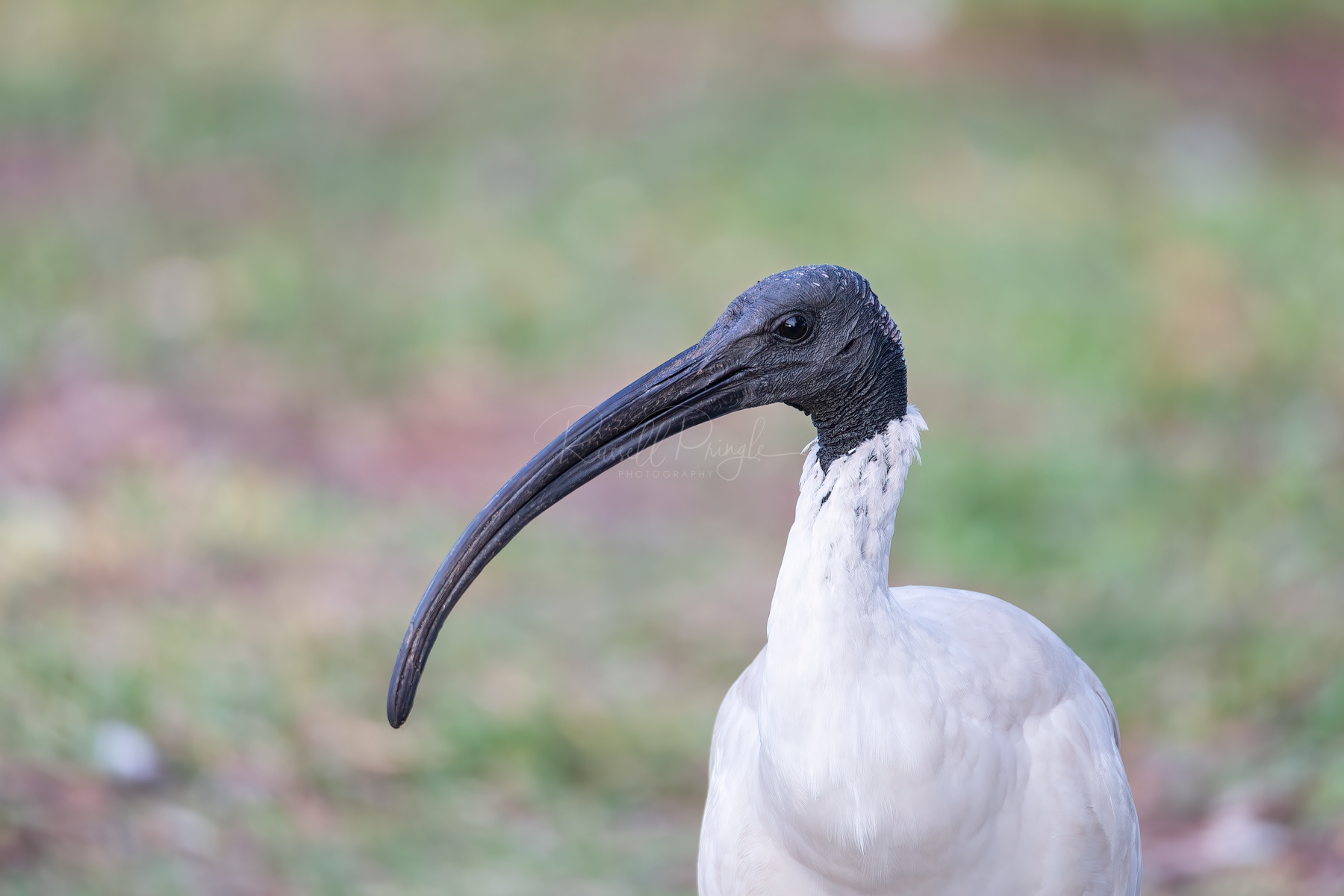 Australian White Ibis