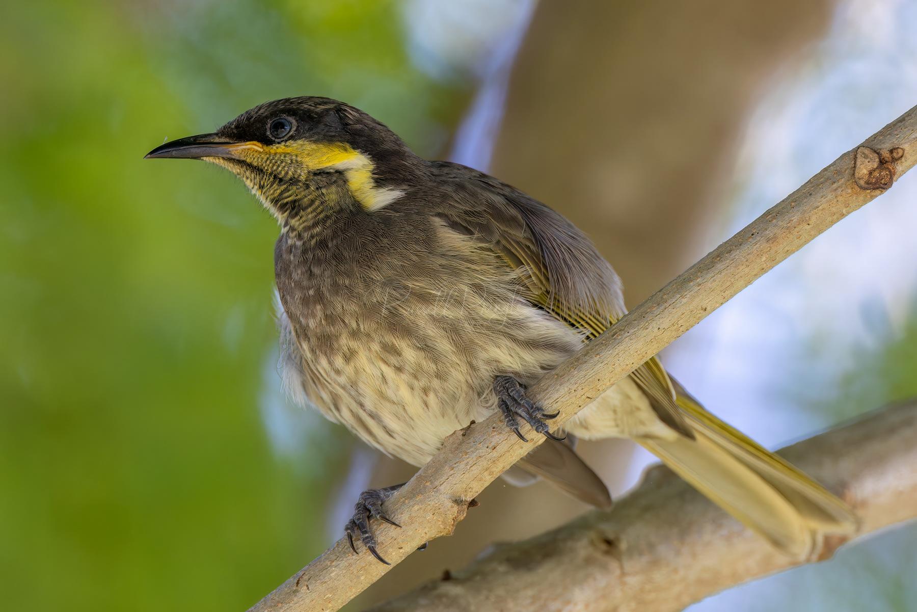 Mangrove Honeyeater