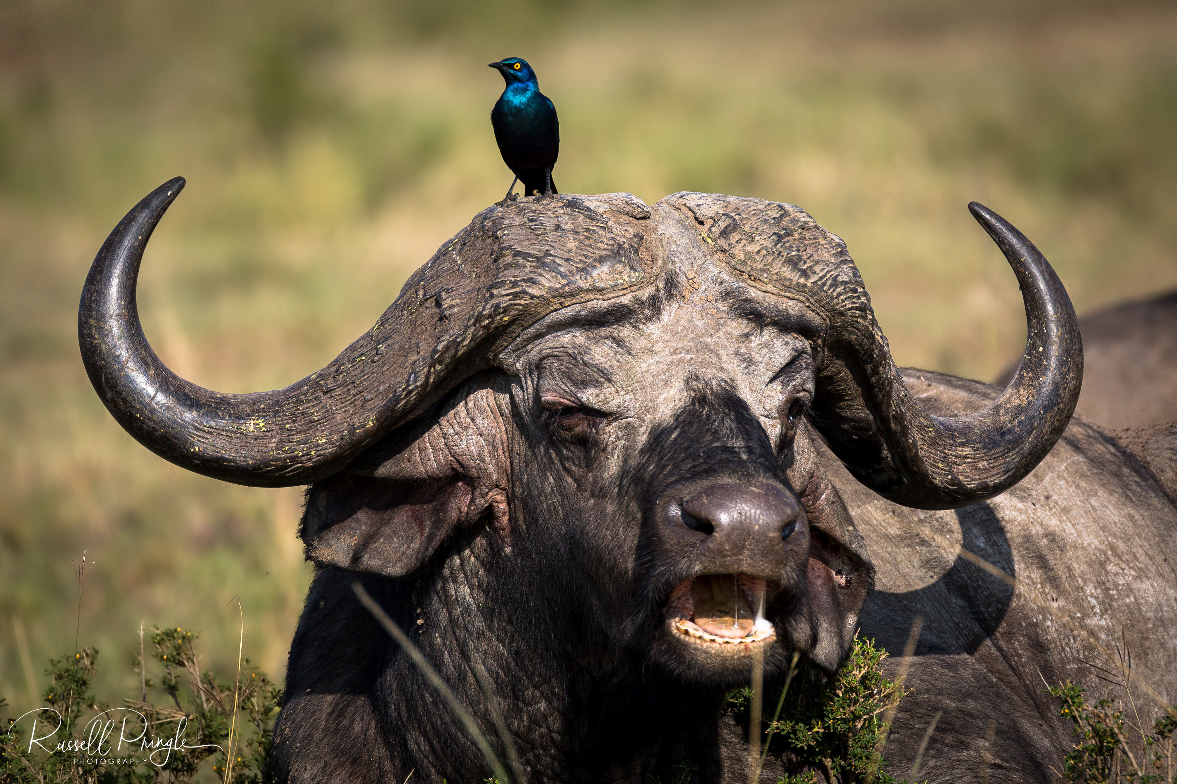 Cape Buffalo-Masai Mara