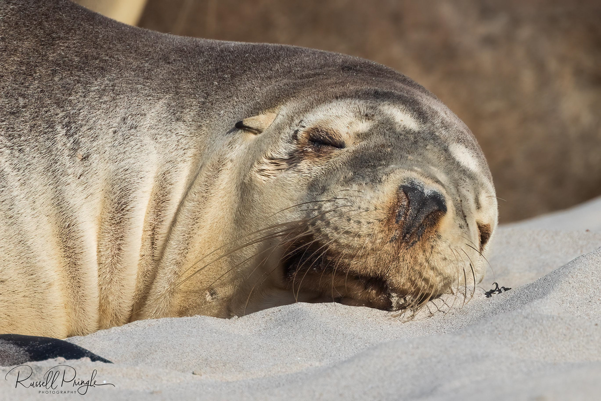 Australian Sea lion