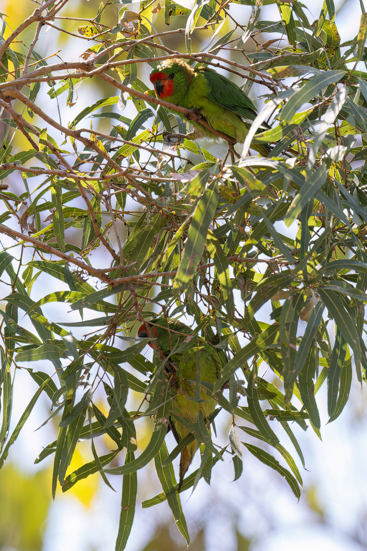 Little Lorikeet