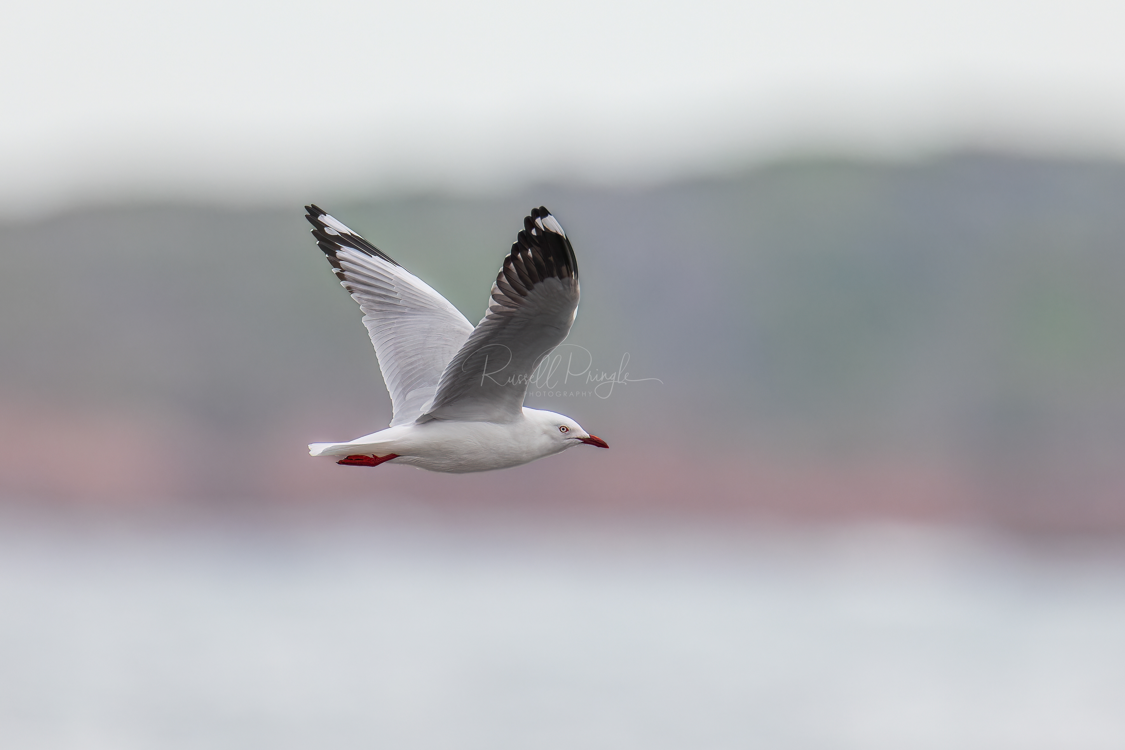 Silver Gull