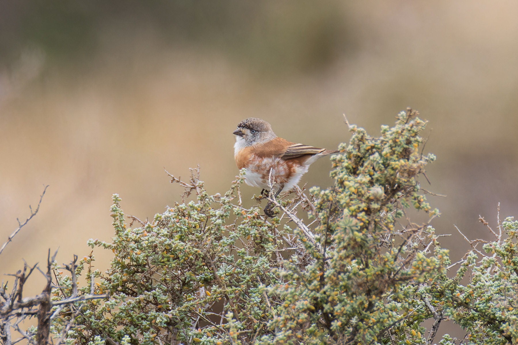 Chestnut-breasted Whiteface