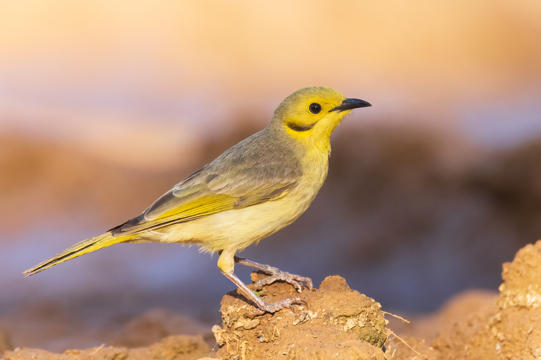 Yellow-tinted Honeyeater
