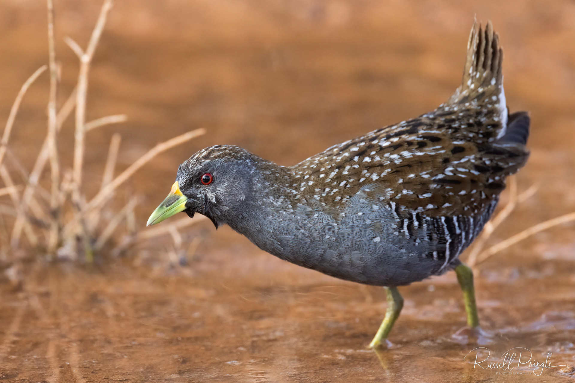 Australian Spotted Crake