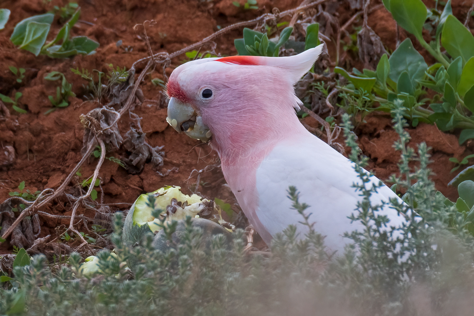 Major Mitchell's Cockatoo (male)