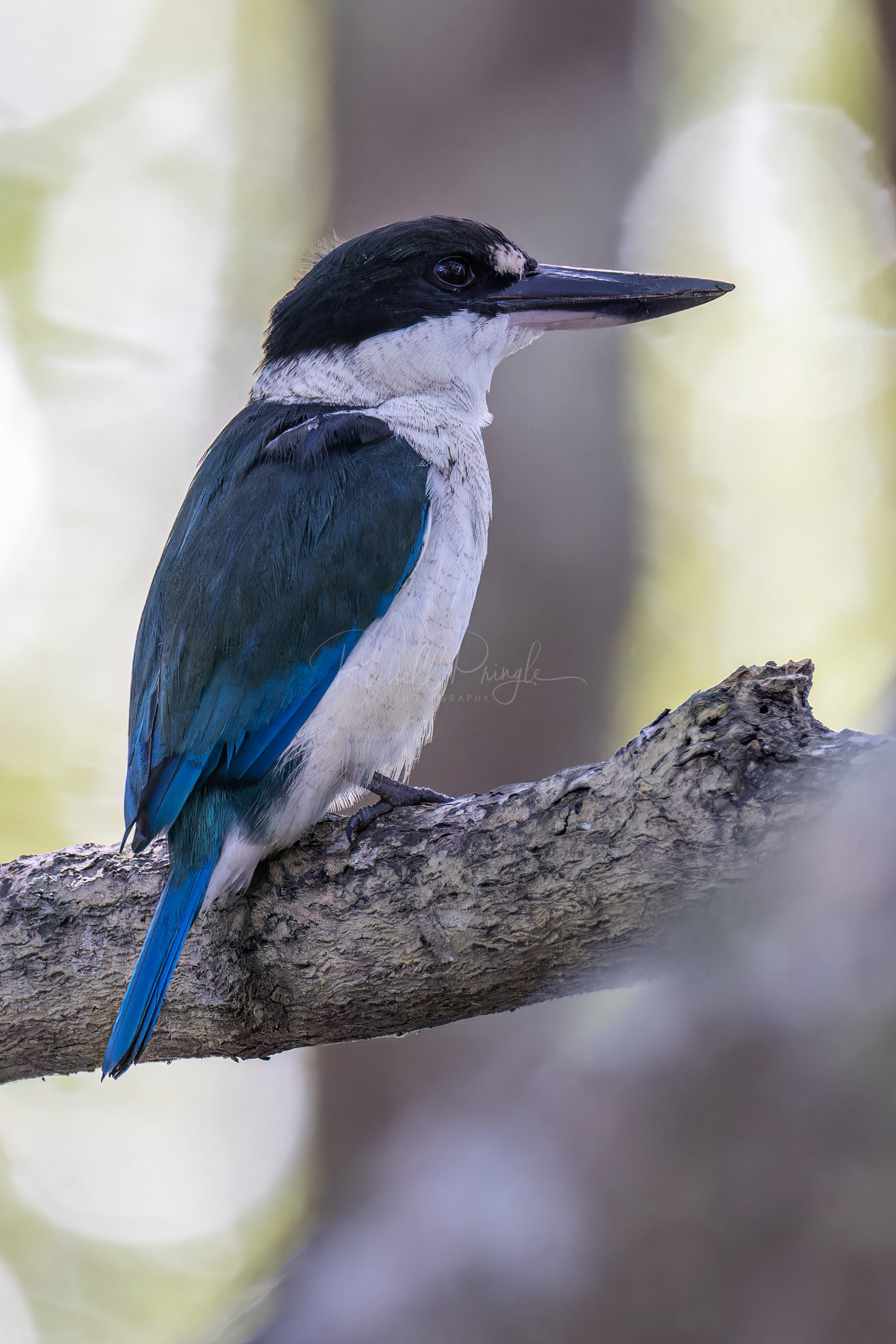 Torresian Kingfisher