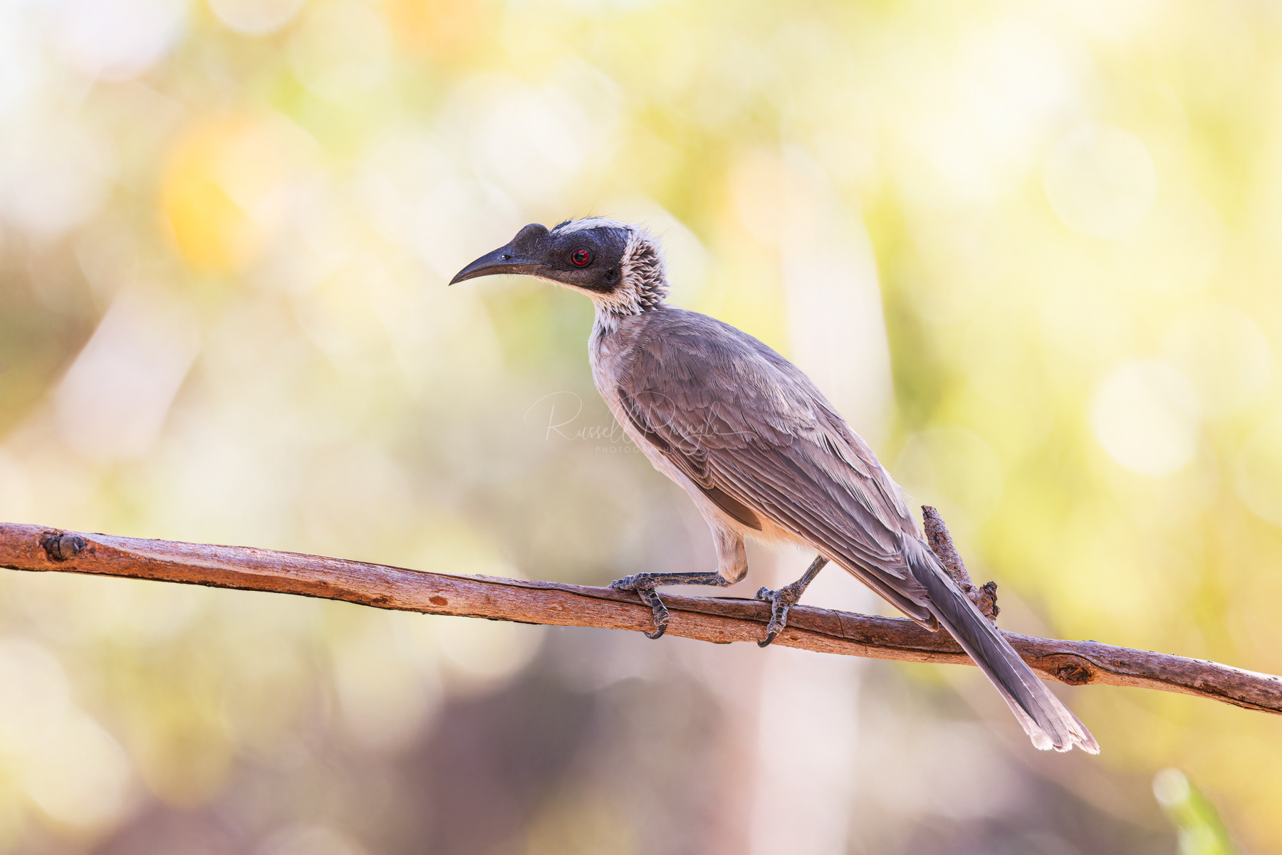 Silver-crowned Friabird