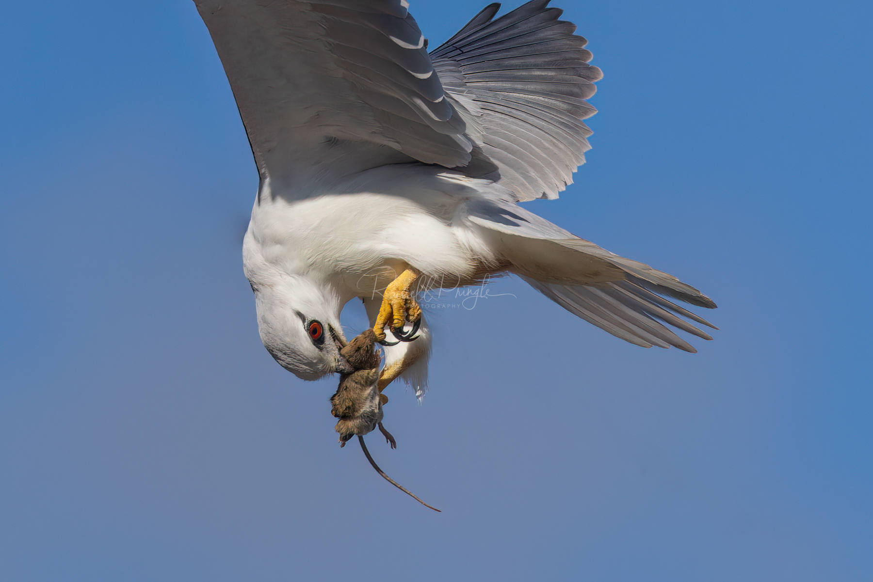 Black-shouldered Kite