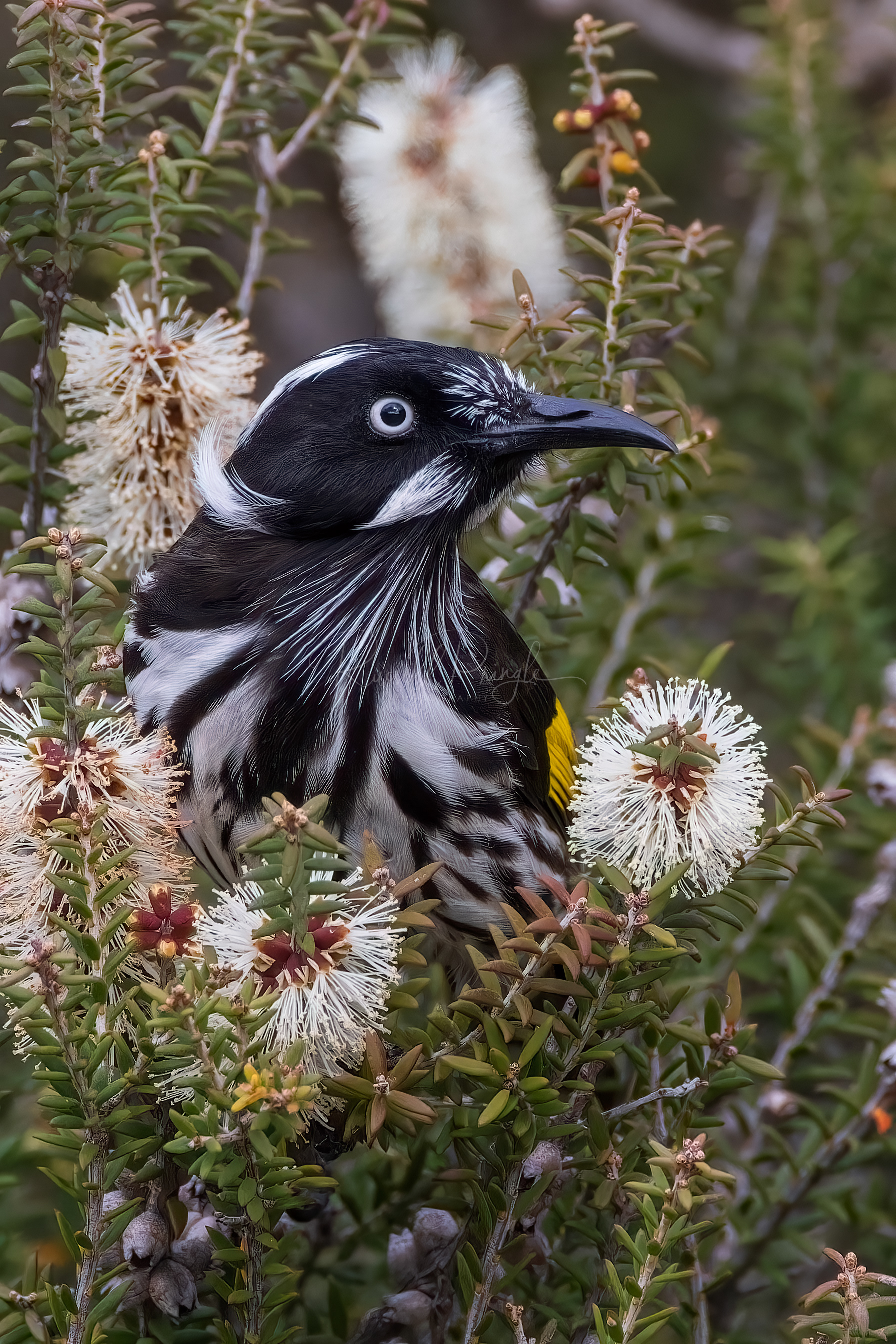 New-holland Honeyeater