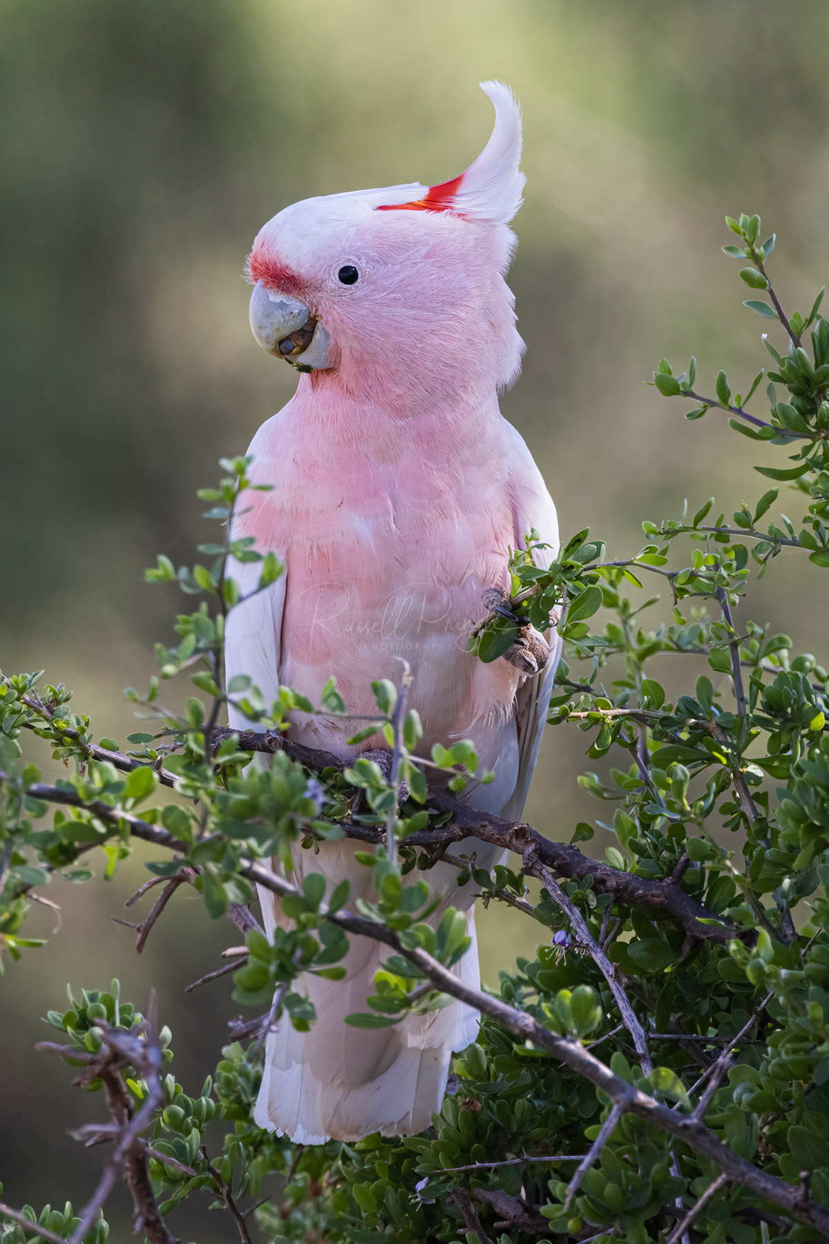 Major Mitchell's Cockatoo (male)