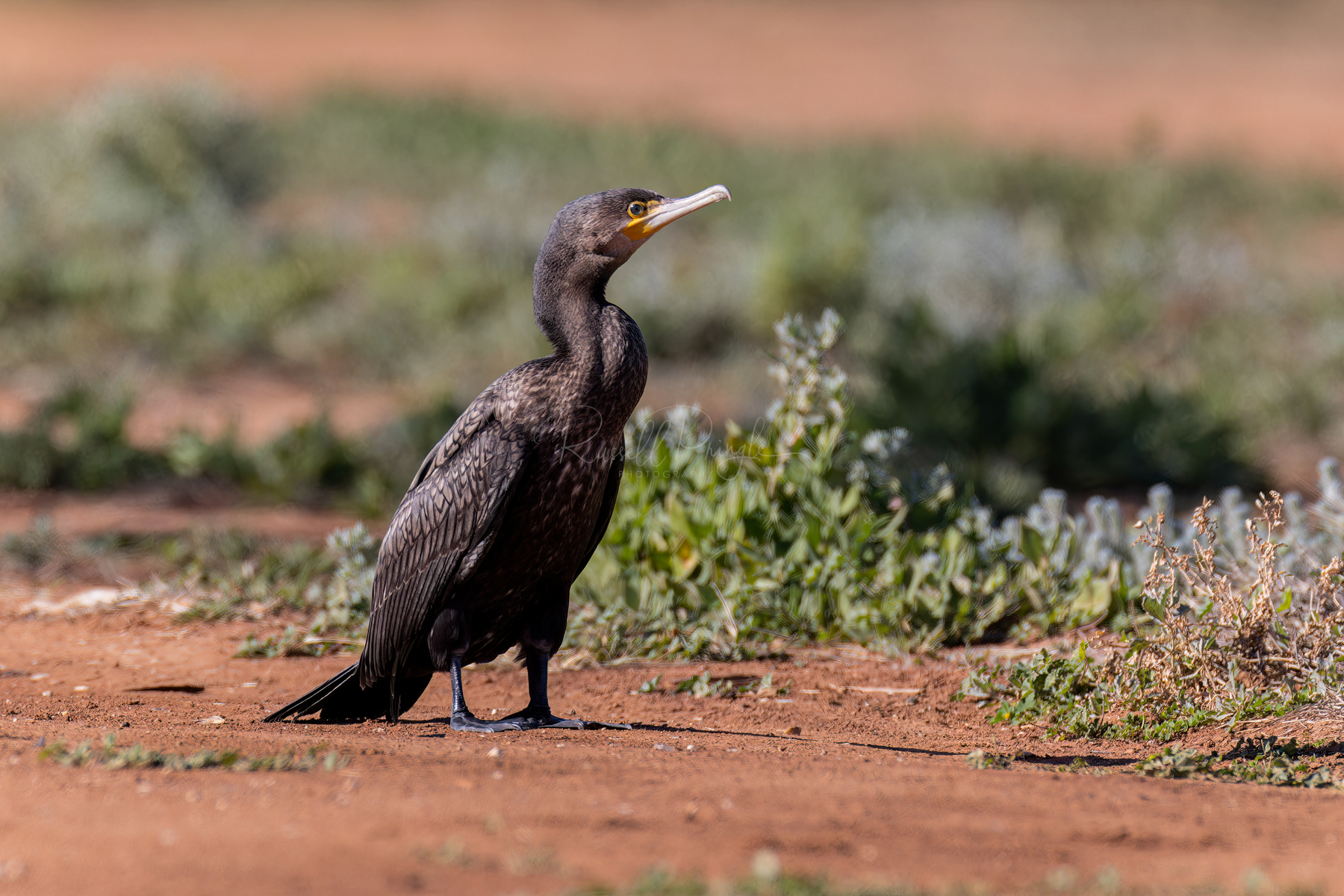 Great Cormorant (juvinile)