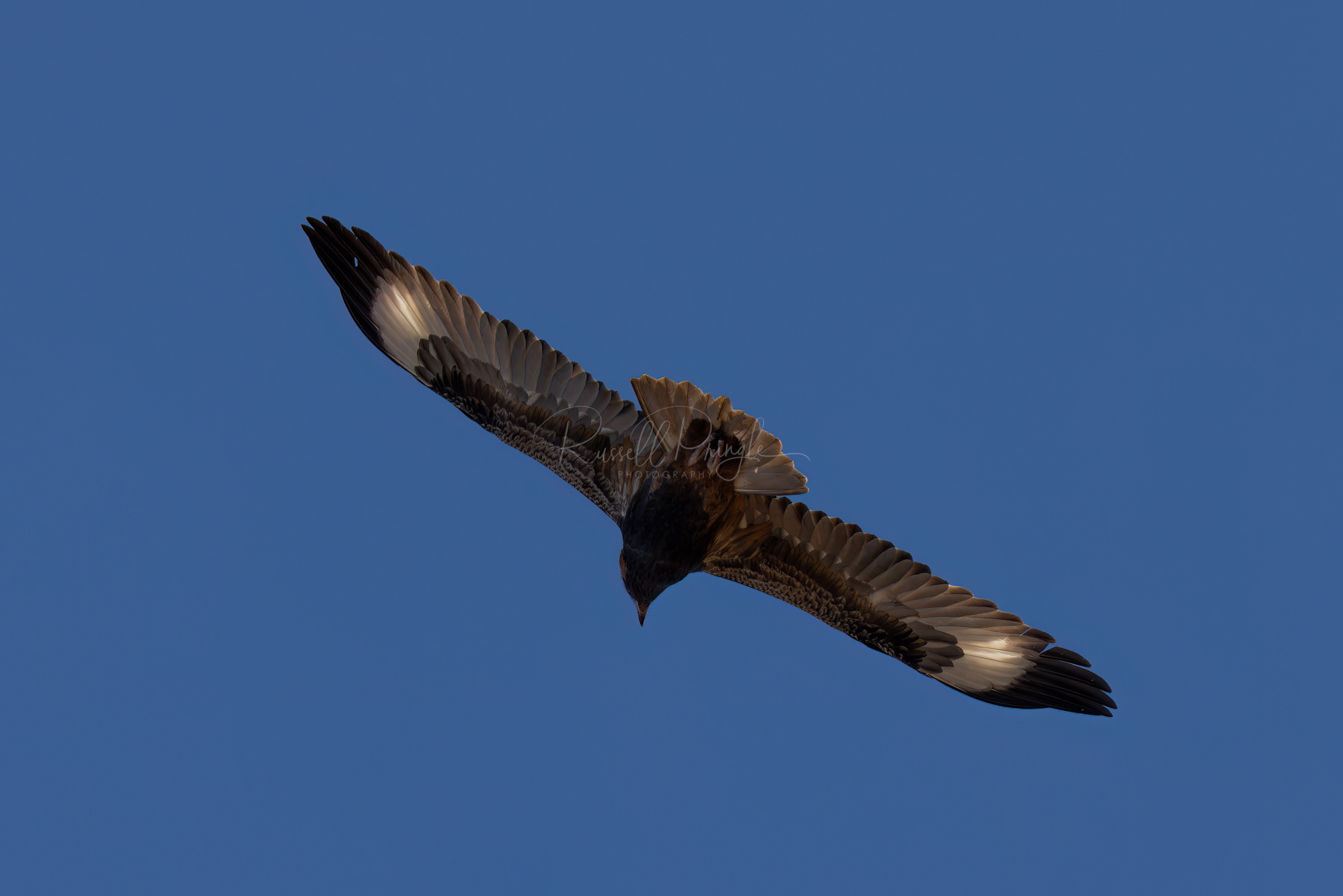 Black-breasted Buzzard