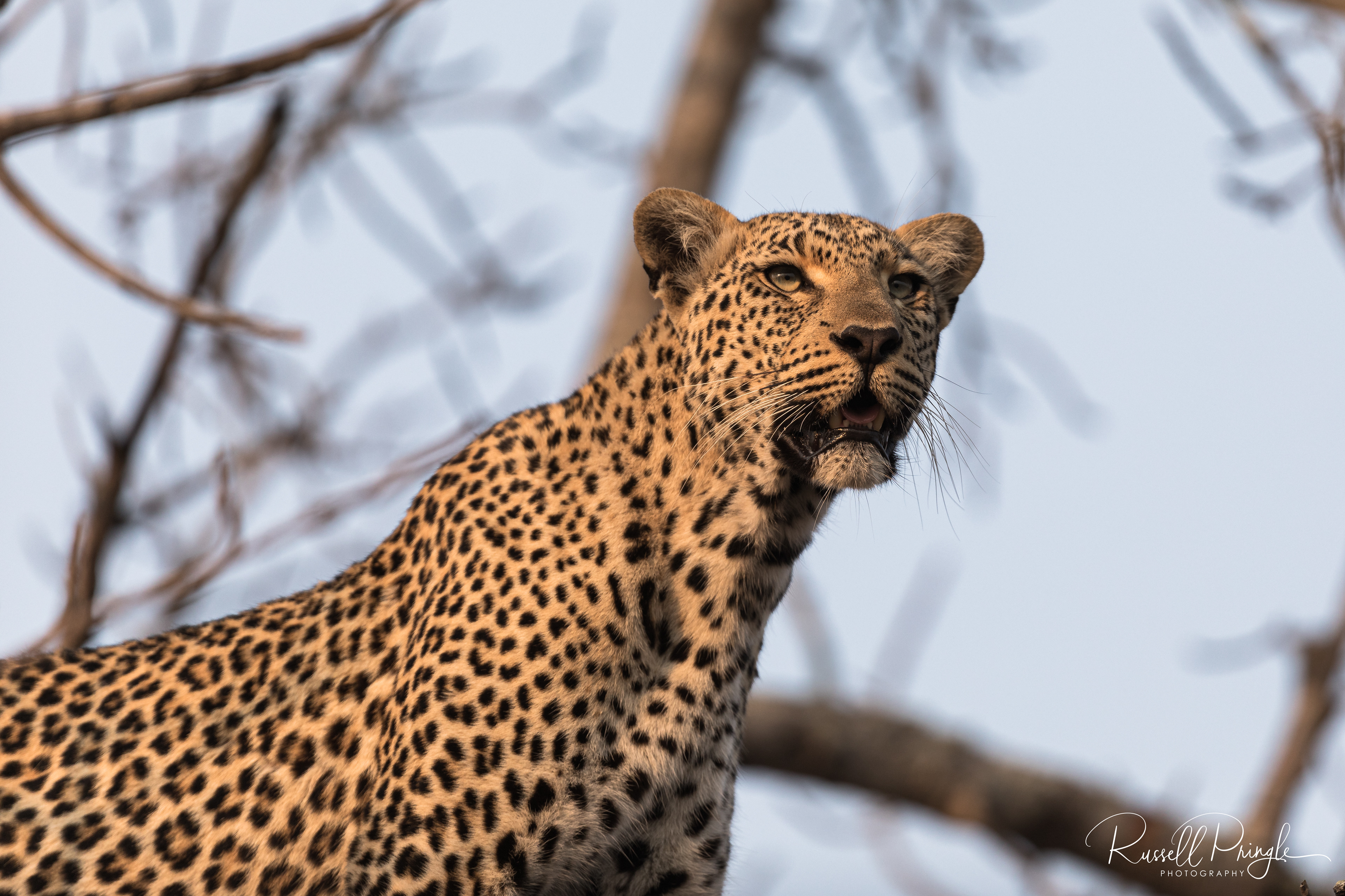 Leopard-Sabi Sands