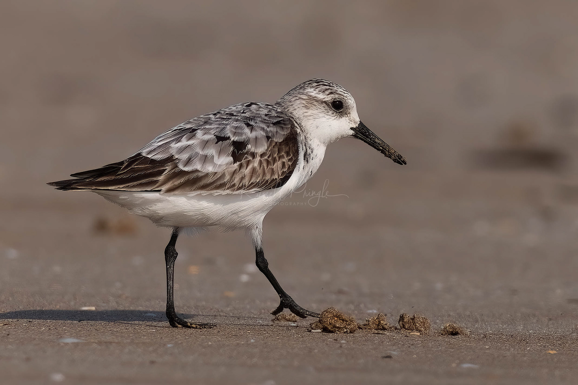 Sanderling (non-breeding)
