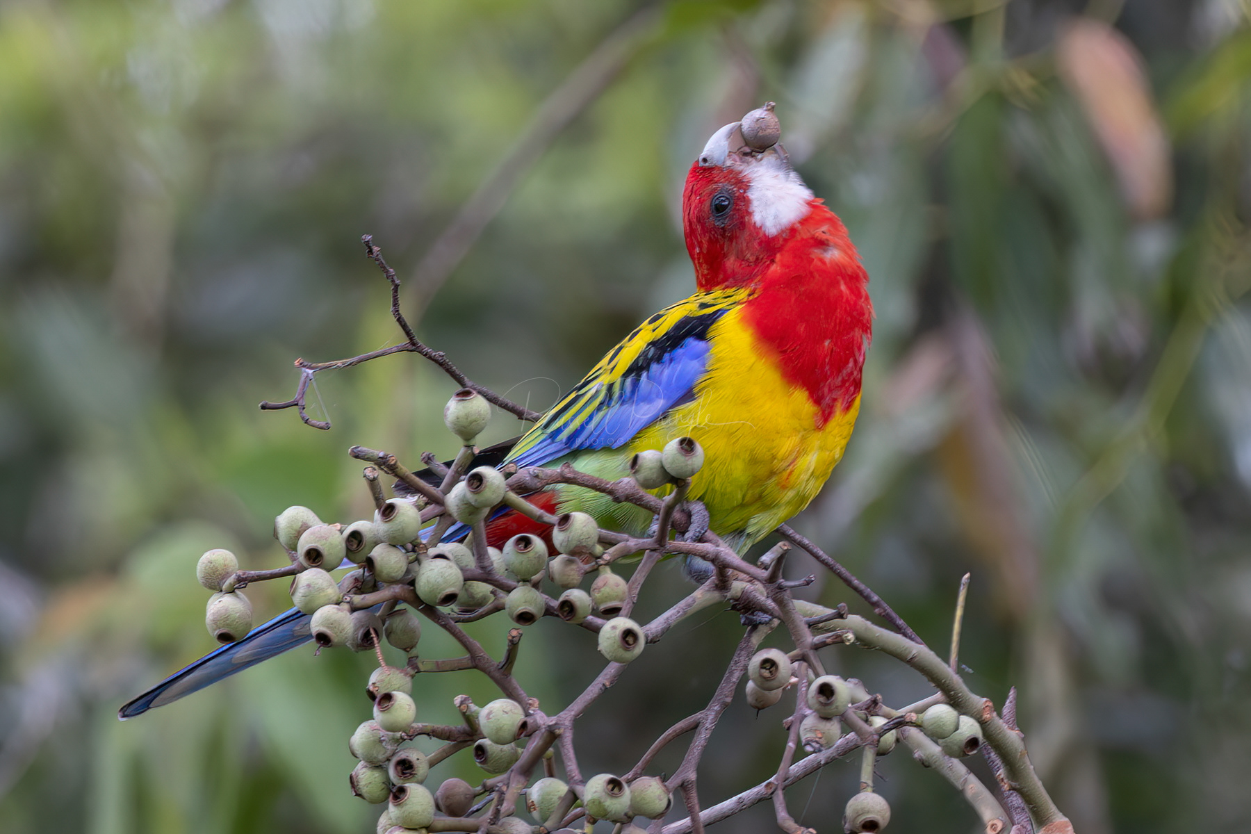 Golden-mantled Rosella