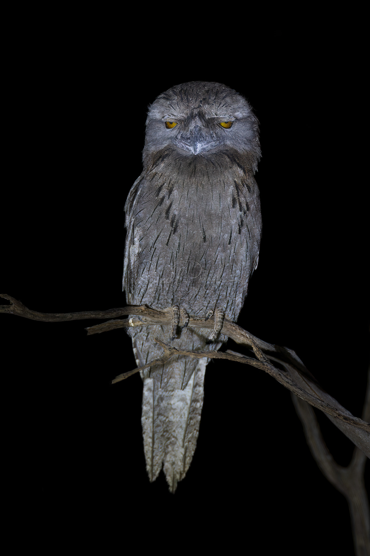 Tawny Frogmouth
