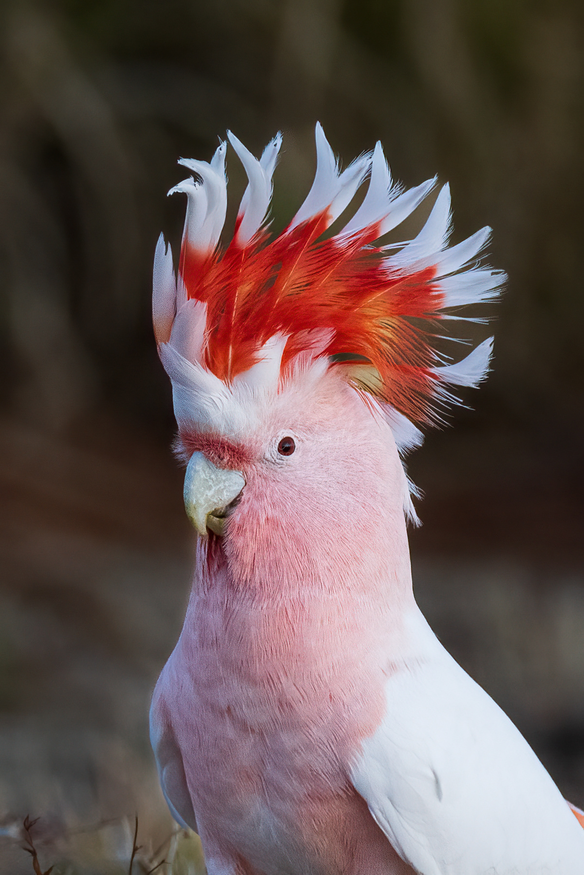 Major Mitchell's Cockatoo (female)