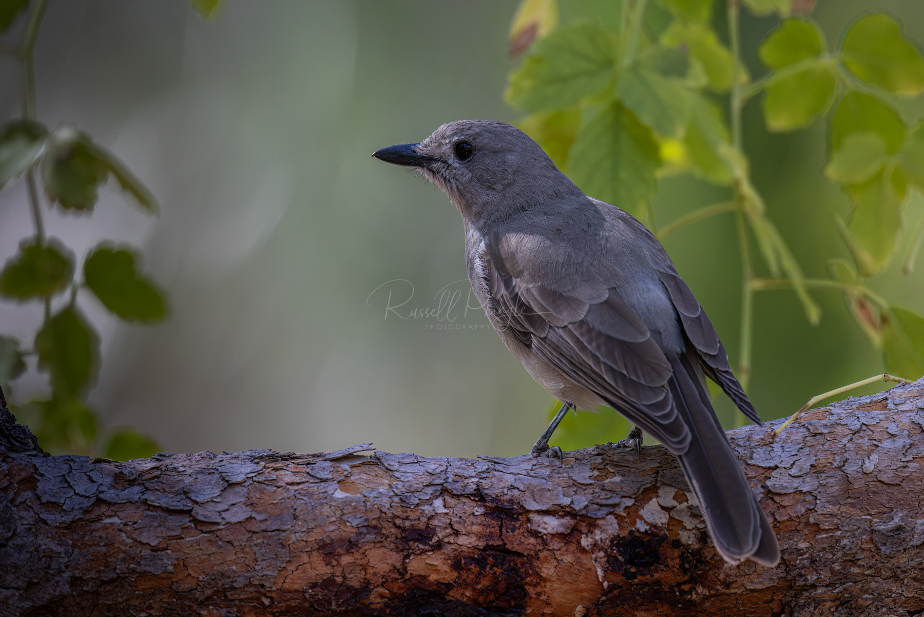 Grey Shrikethrush