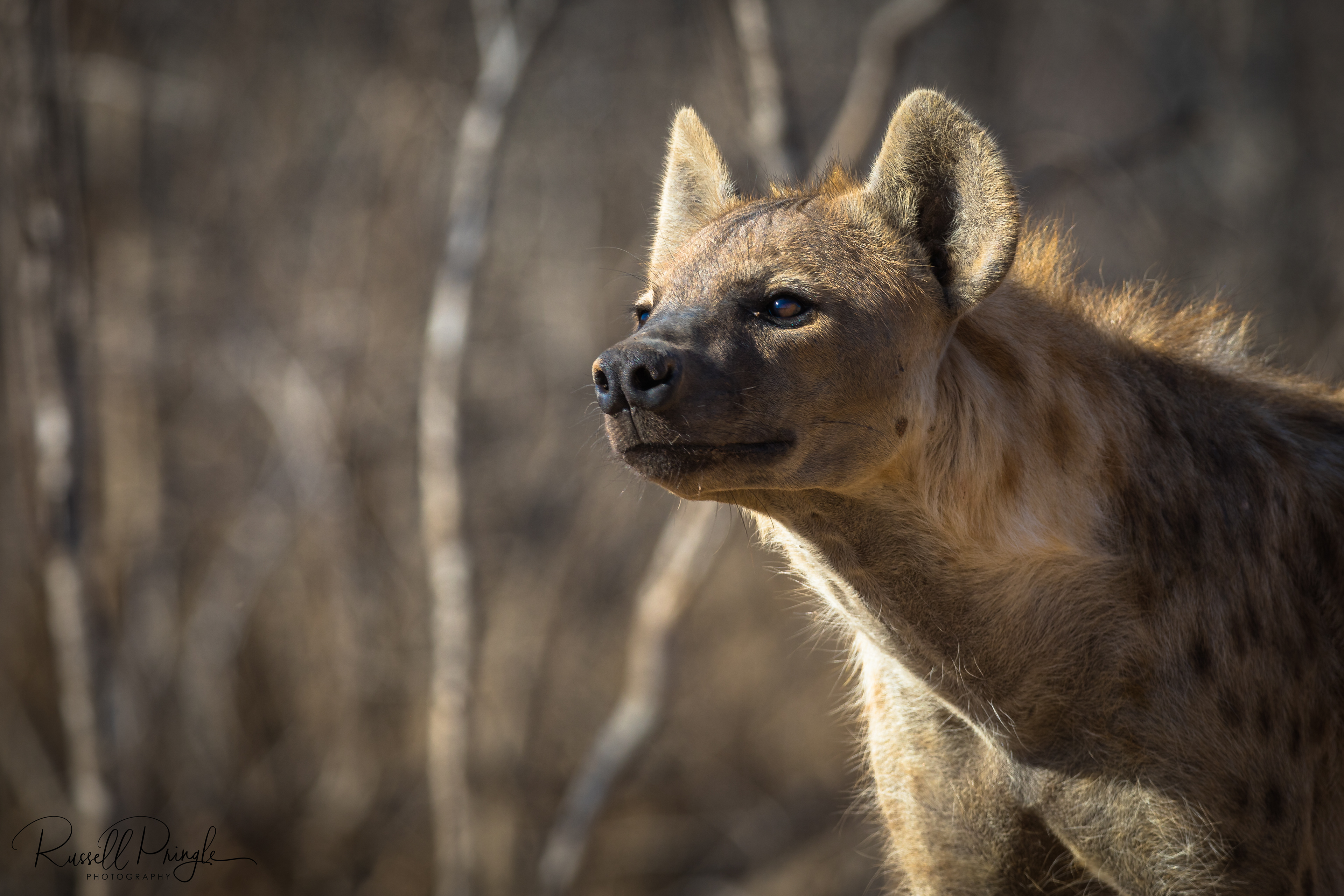 Hyena-Sabi Sands