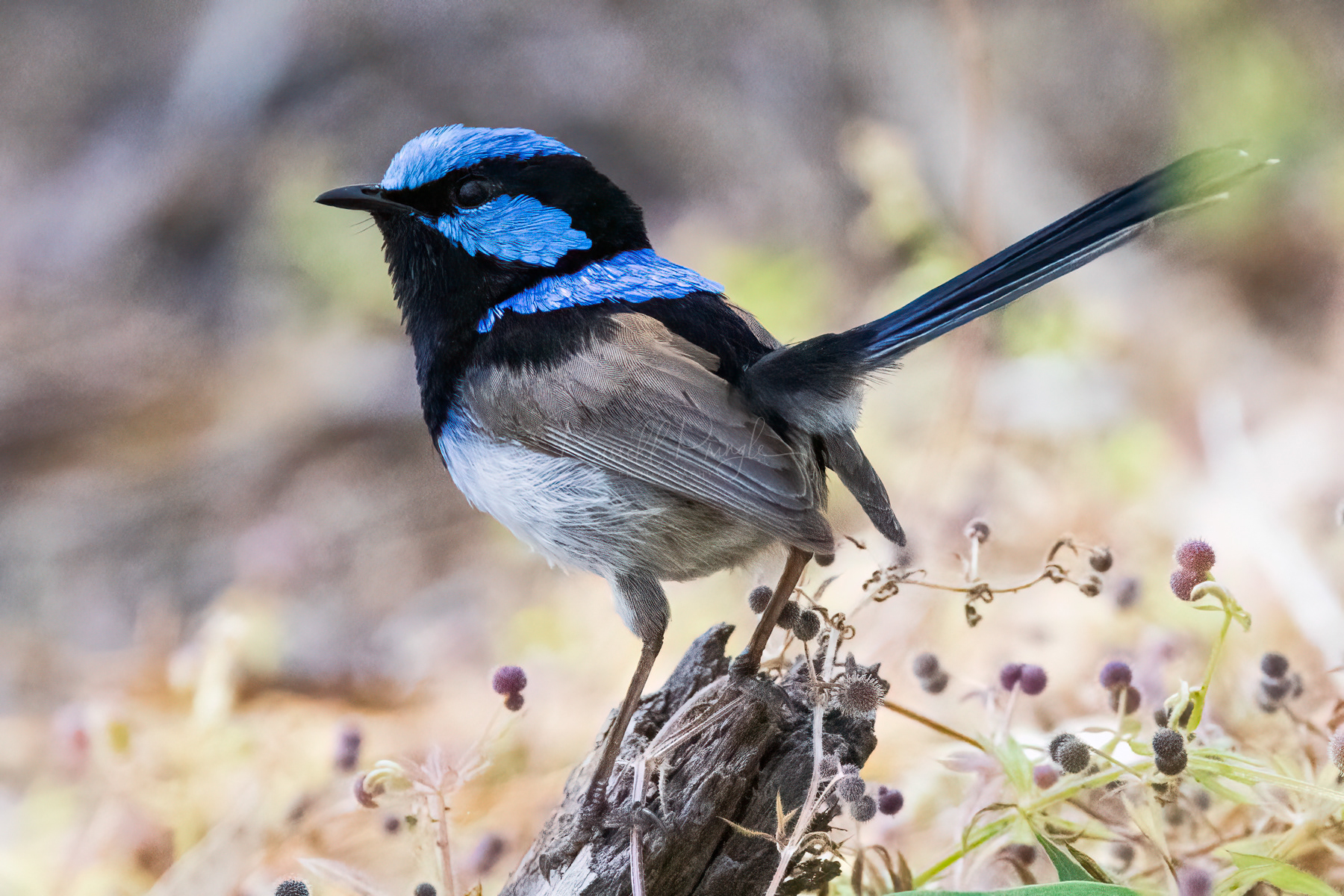 Superb Fairywren (male)