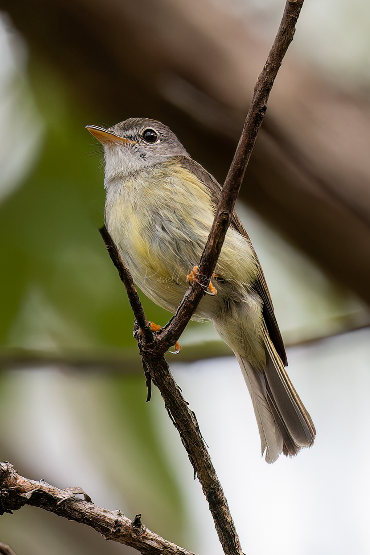 Yellow-legged Fly-Robin