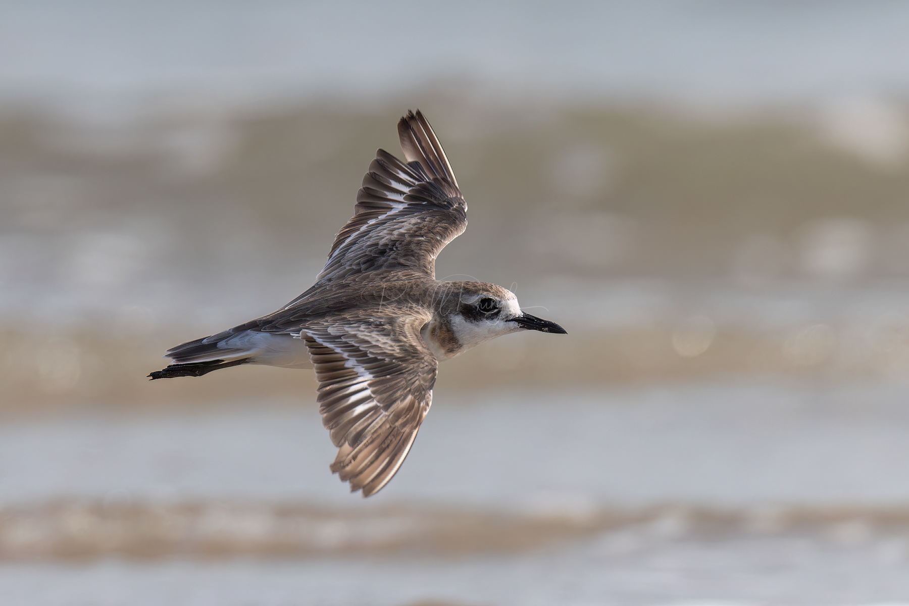 Greater Sand-Plover
