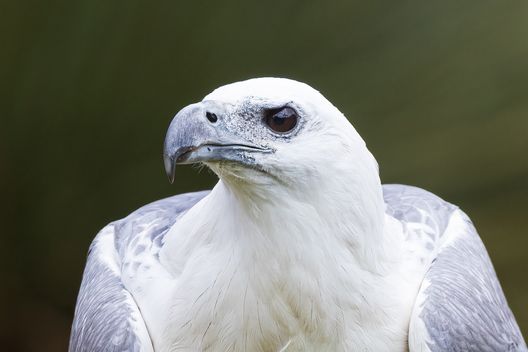 White-bellied Sea-Eagle