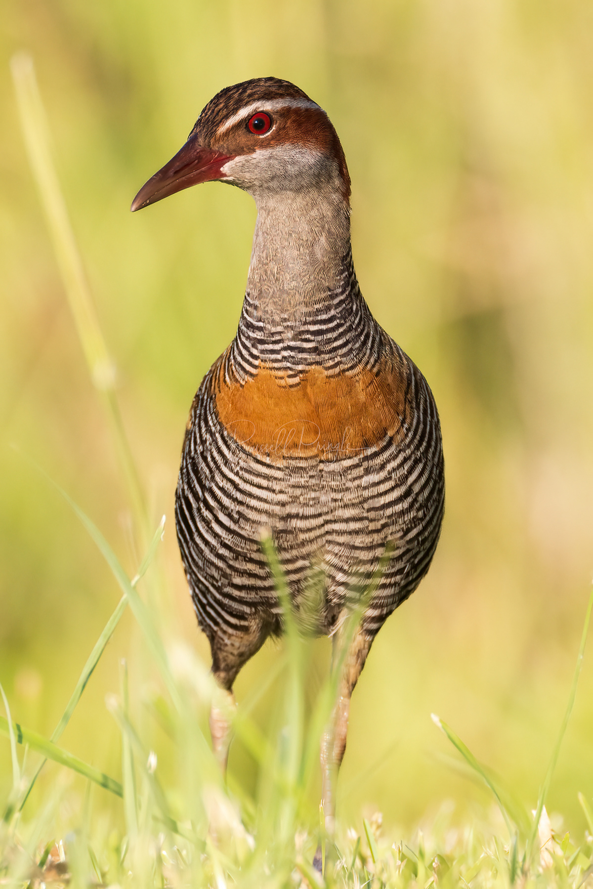 Buff-banded Rail