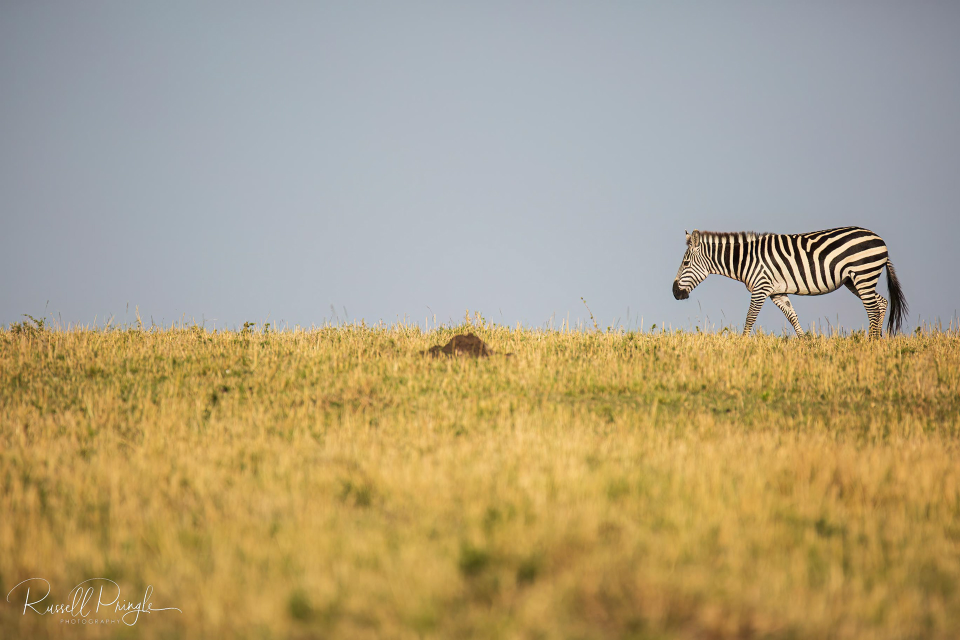 Zebra-Serengeti