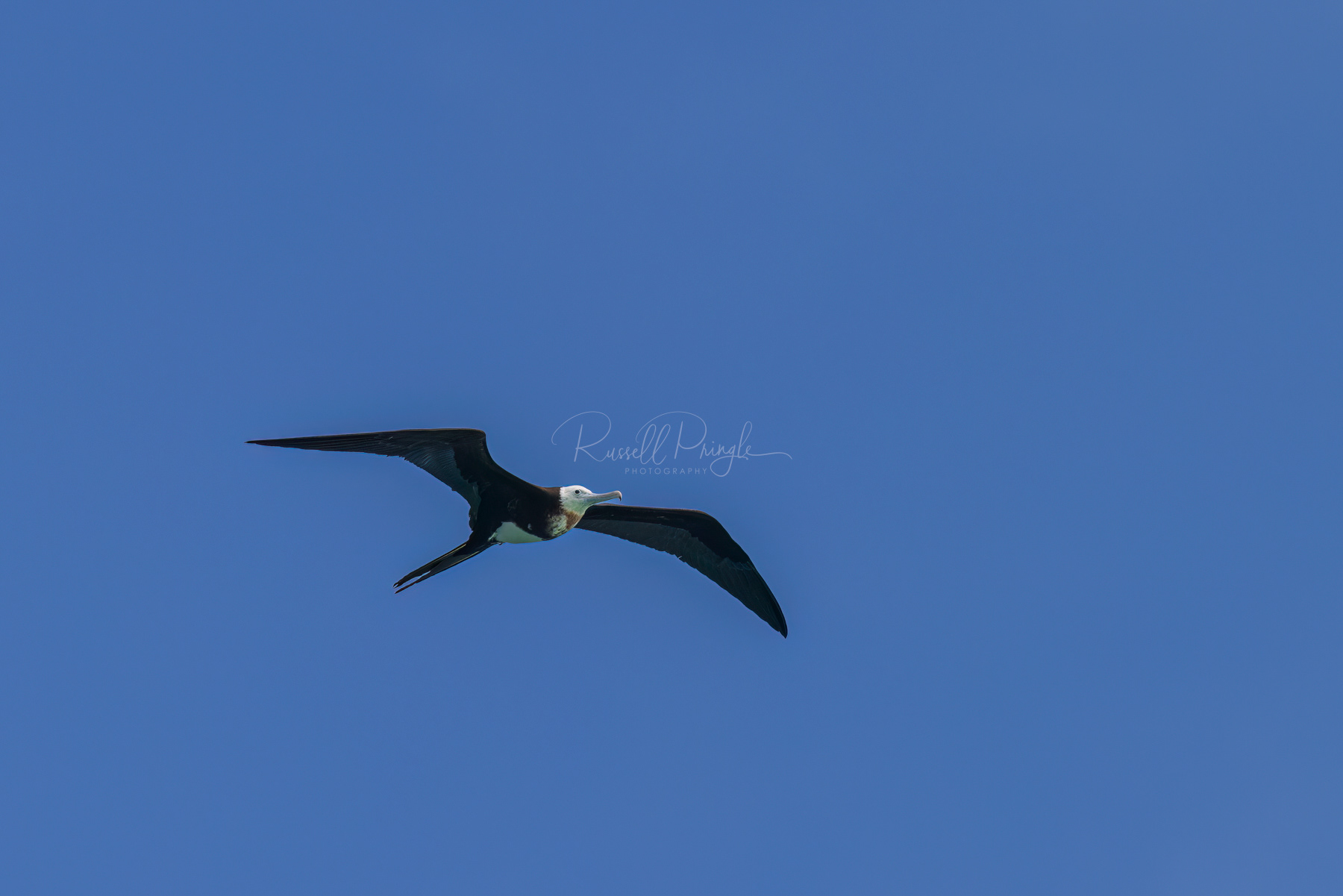 Great Frigatebird (juvinile)