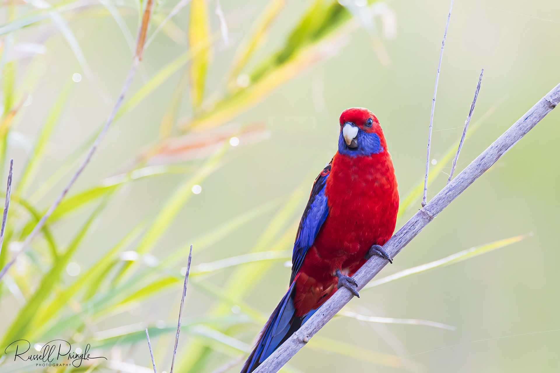 Crimson Rosella